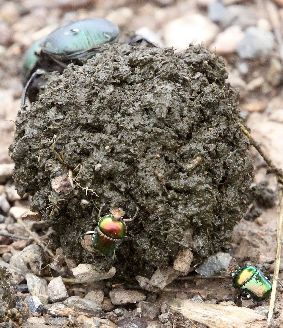 Kheper species - Awash National Park, Ethiopia (3).JPG