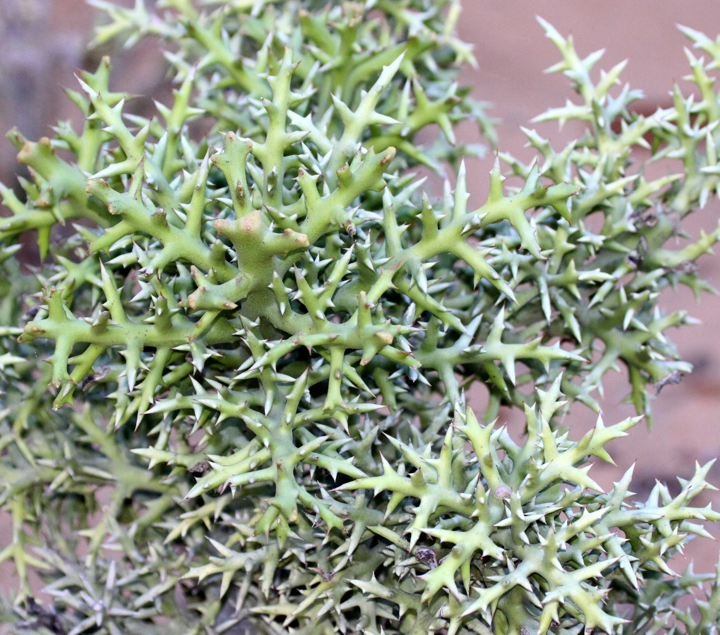 PLANT - EUPHORBIA STENOCLADA - BERENTY RESERVE MADAGASCAR (2).JPG