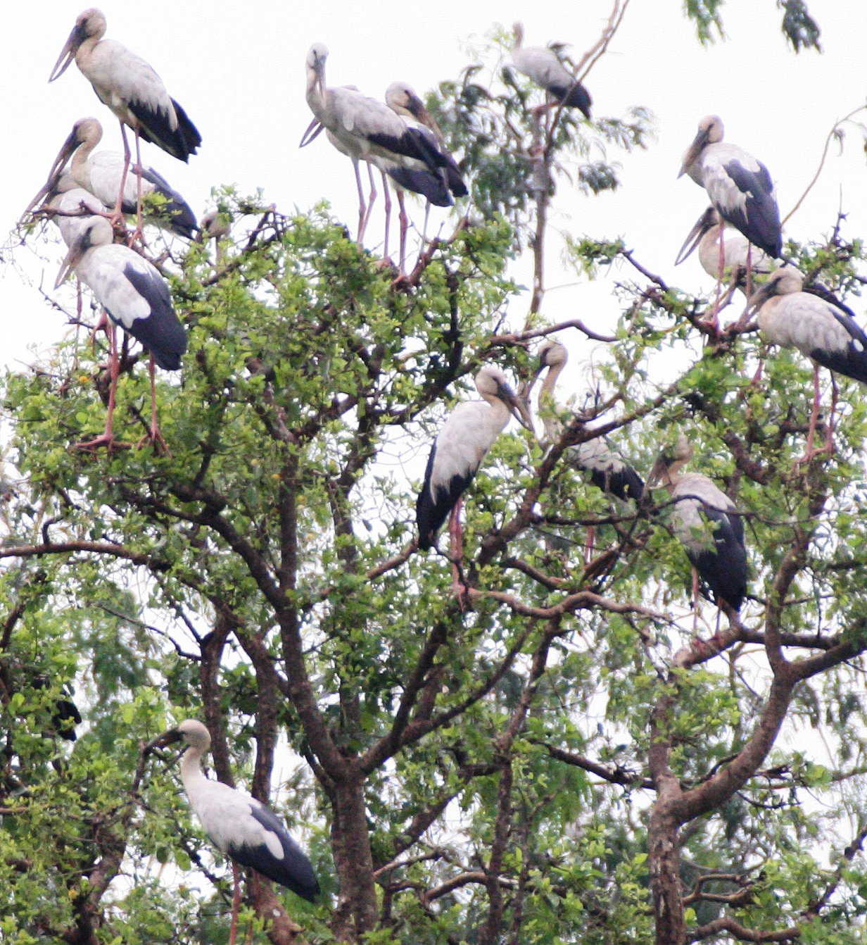 STORK - ASIAN OPENBILL - Anastomus oscitans - BUENG BORAPHET THAILAND (49).jpg