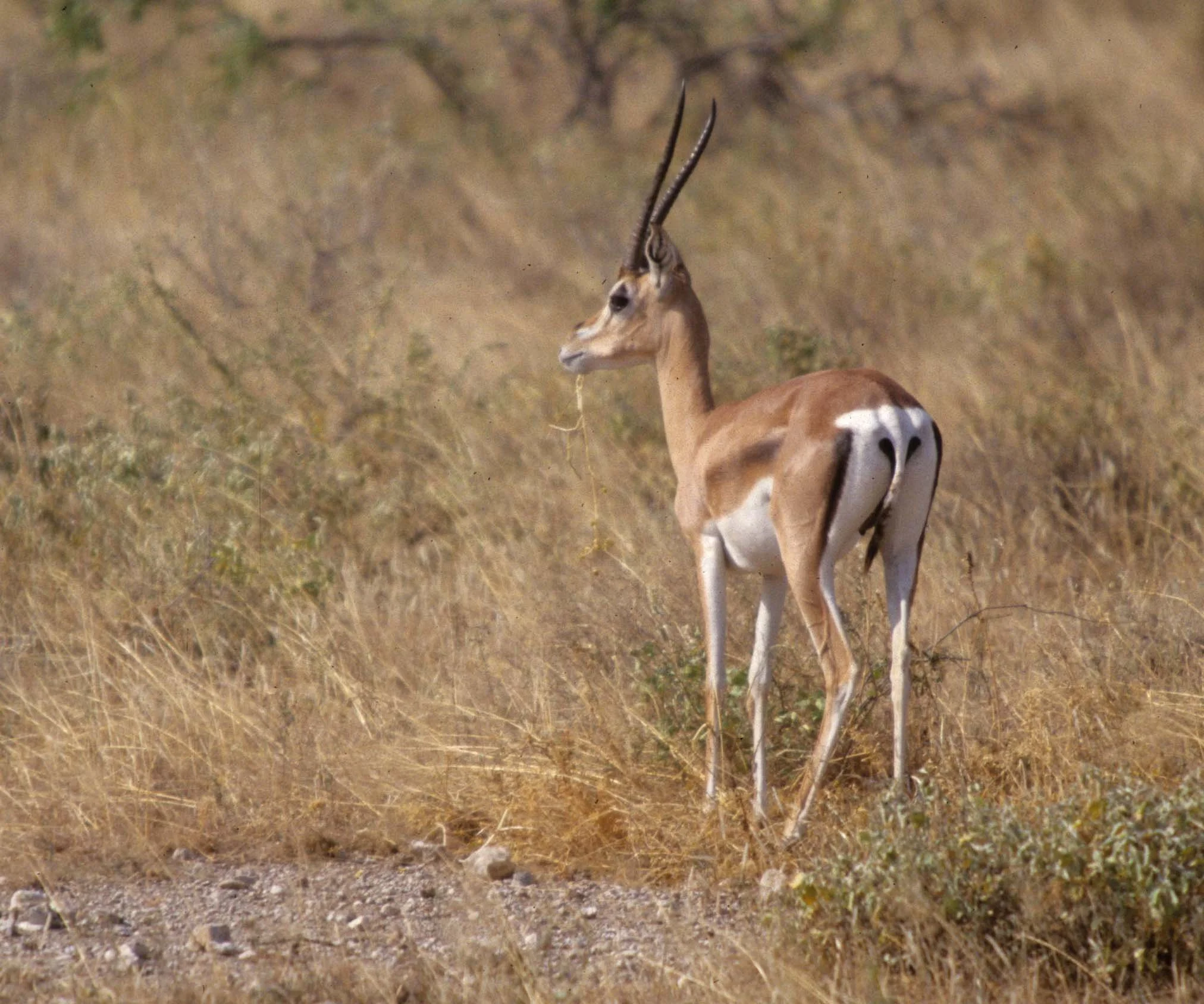 BOVID - GRANT'S GAZELLE-UGANDA (4).jpg