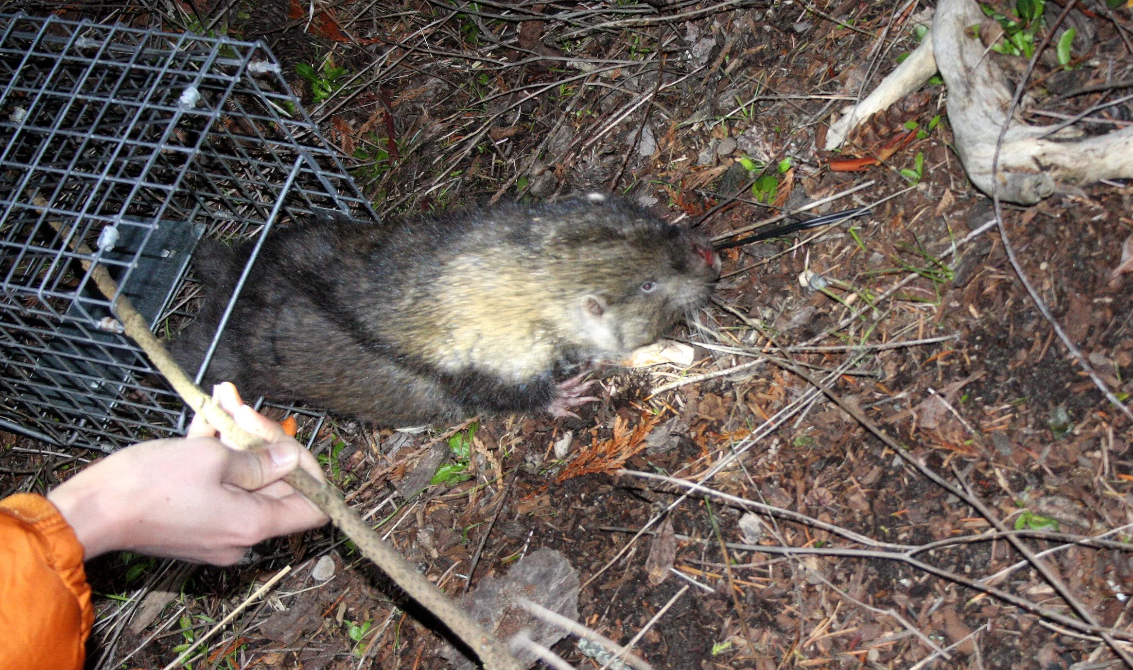 RODENT - MOUNTAIN BEAVER - LAKE FARM TRAILS (2).JPG