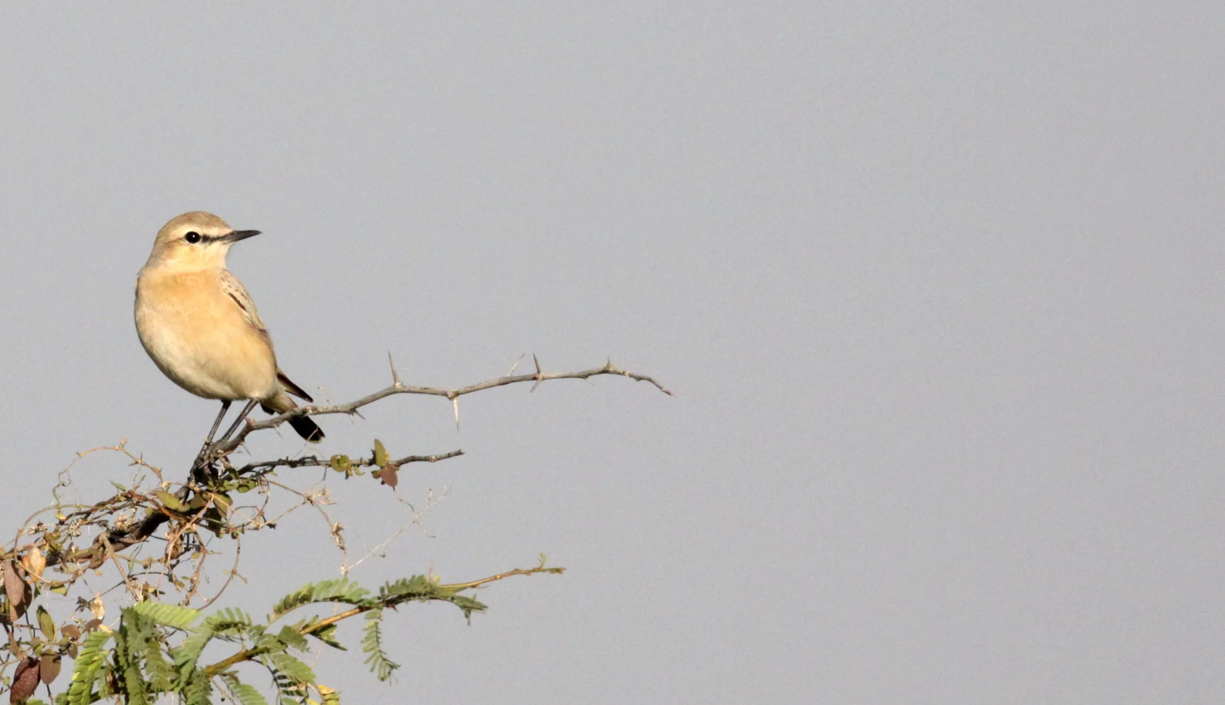 BIRD - WHEATEAR - ISABELLINE WHEATEAR - OENANTHE ISABELLINA - LITTLE RANN OF KUTCH GUJARAT INDIA (2).JPG