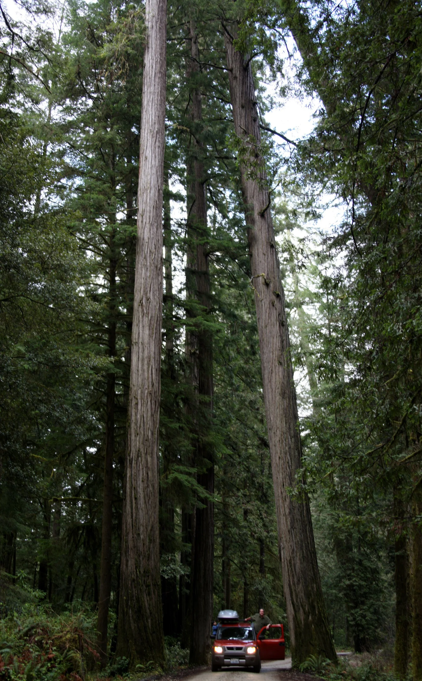 JEDIDIAH SMITH REDWOODS STATE PARK CALIFORNIA (3).JPG
