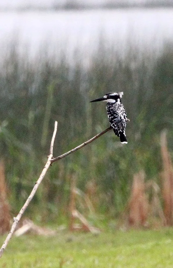 Ceryle rudis - PIED KINGFISHER - LANGANO LAKE ETHIOPIA (1).JPG