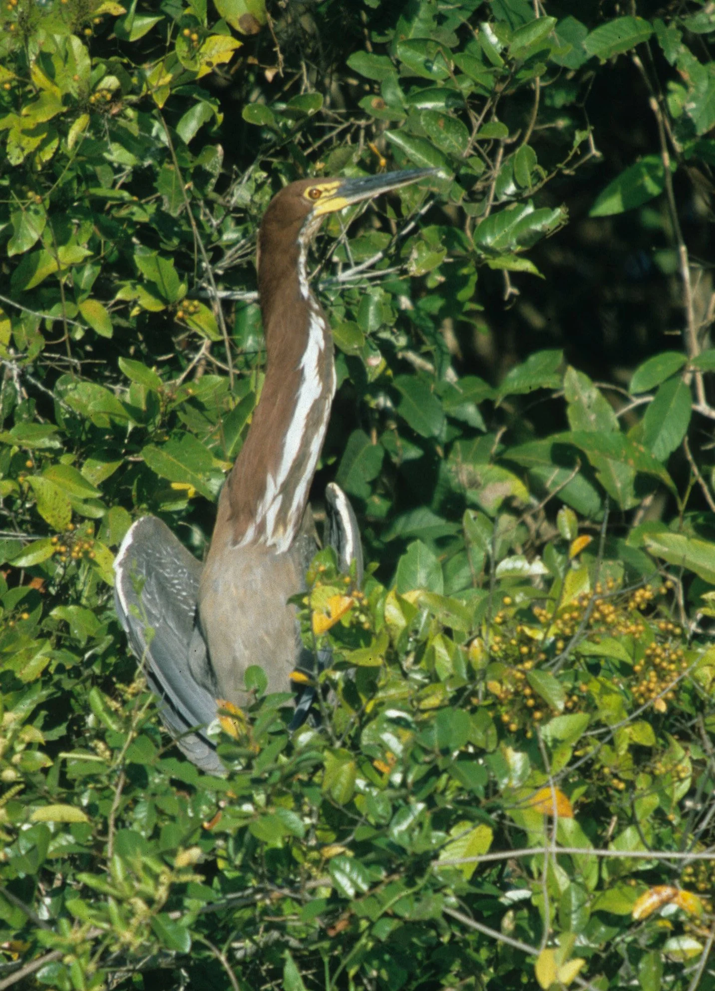 HERON - TIGER HERON - Tigrisoma mexicanum - PANTANAL BRAZIL (4).jpg