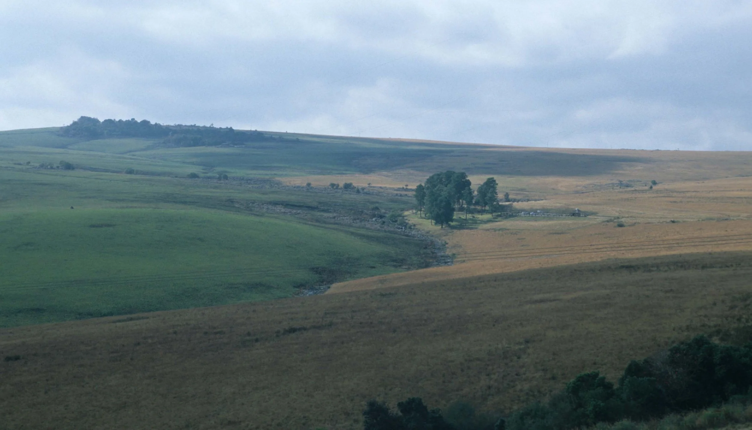 KRUGER - GRASSLAND STEPPE.jpg