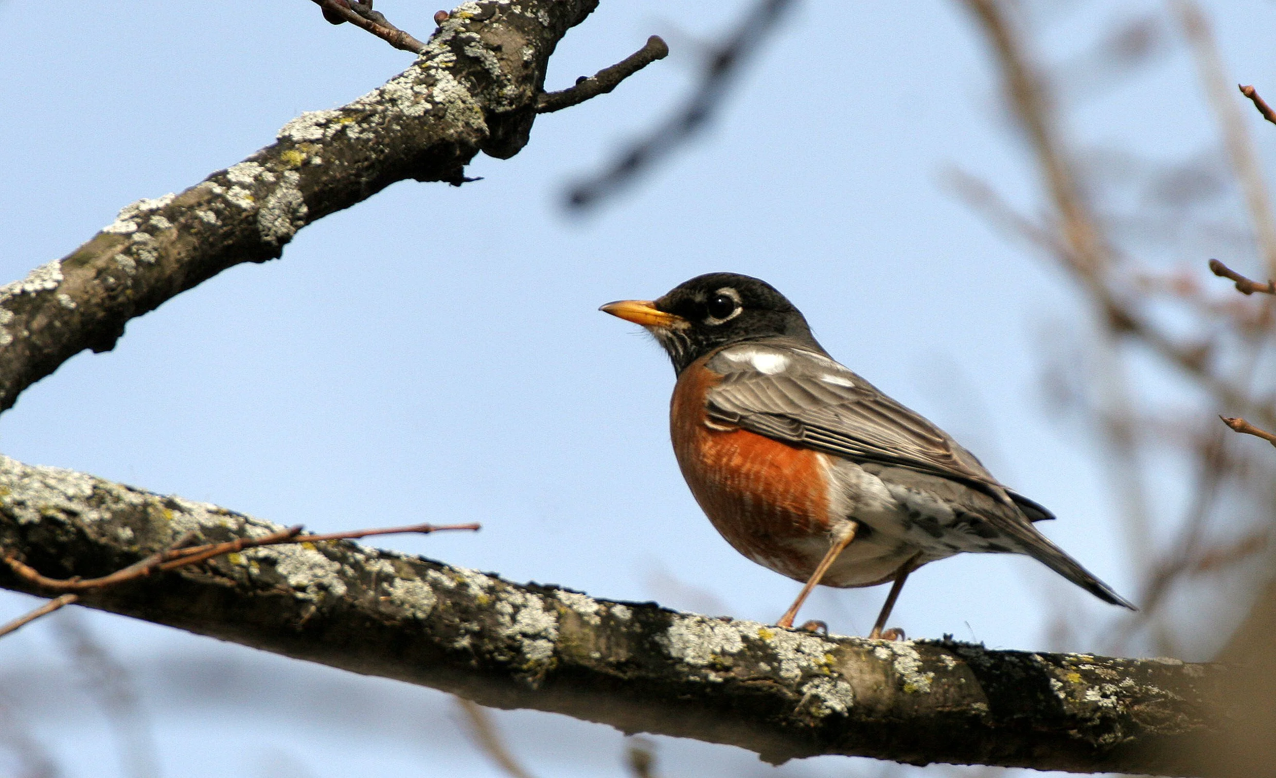 American Robin (Turdus migratorius) Lincoln Marsh Wheaton Illinois (3).JPG