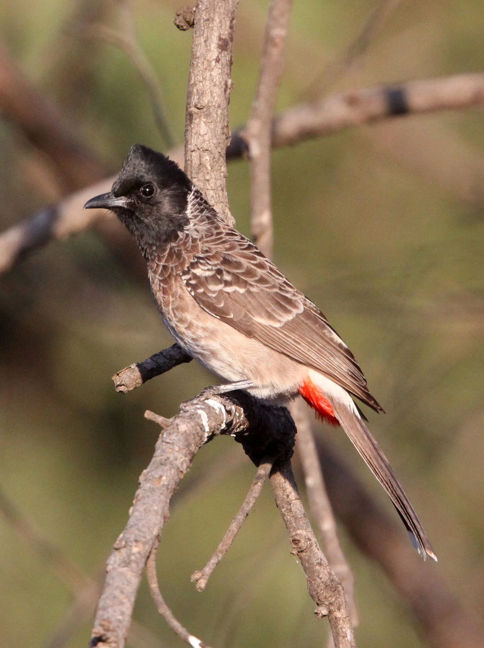 BULBUL - RED-VENTED BULBUL - Pycnonotus cafer - GIR FOREST GUJARAT INDIA (5).JPG
