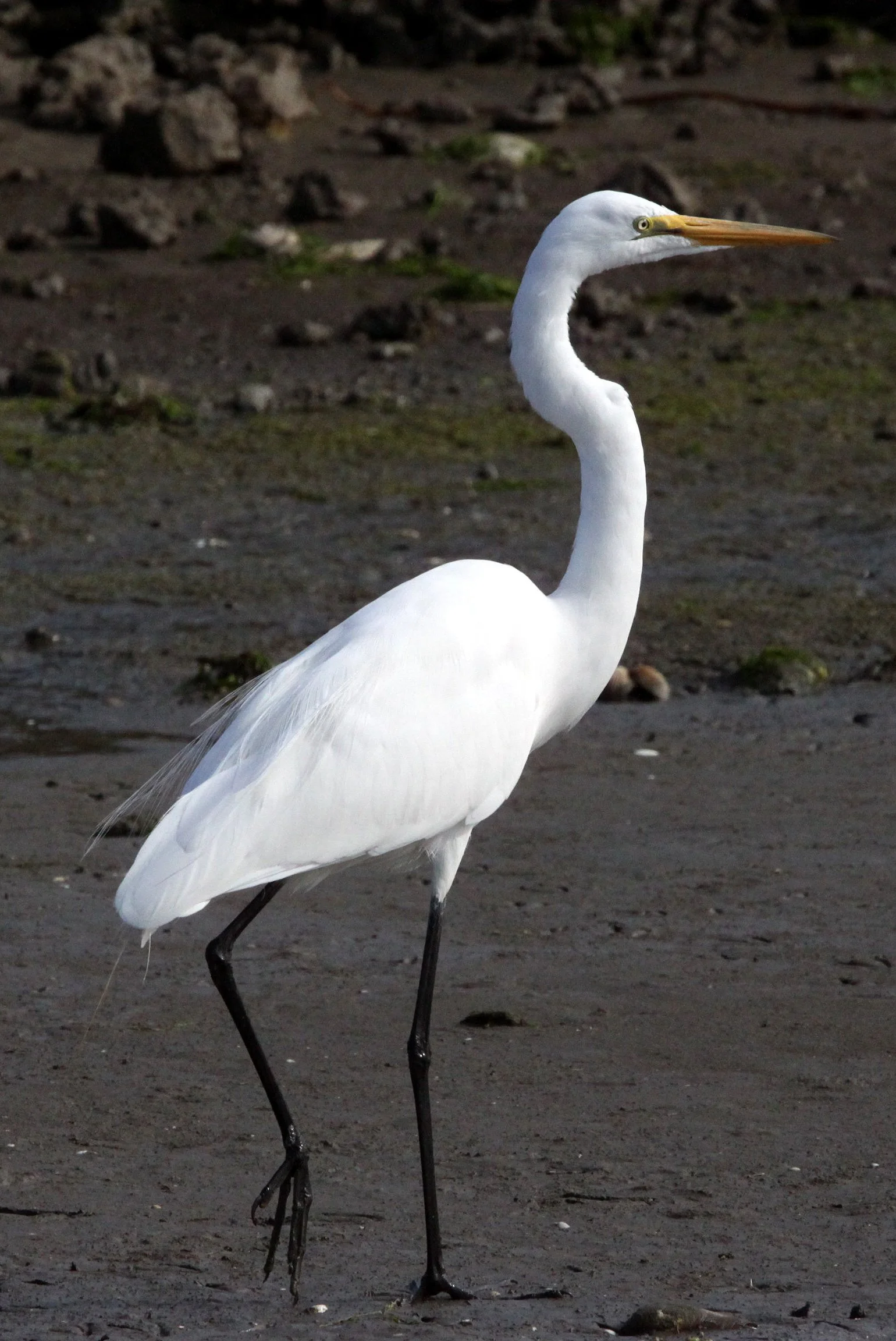 EGRET -  AMERICAN GREAT EGRET - Ardea alba egretta - ELKHORN SLOUGH WILDLIFE REFUGE CALIFORNIA (6).JPG