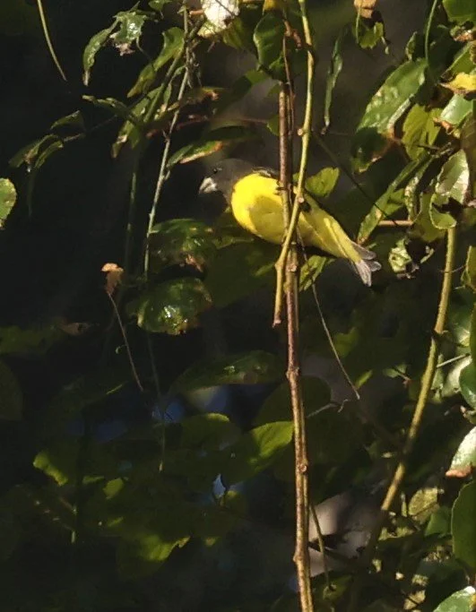 Spot-winged Grosbeak (Mycerobas melanozanthos) Fang Hotsprings Chiang Mai Thailand (21).jpg