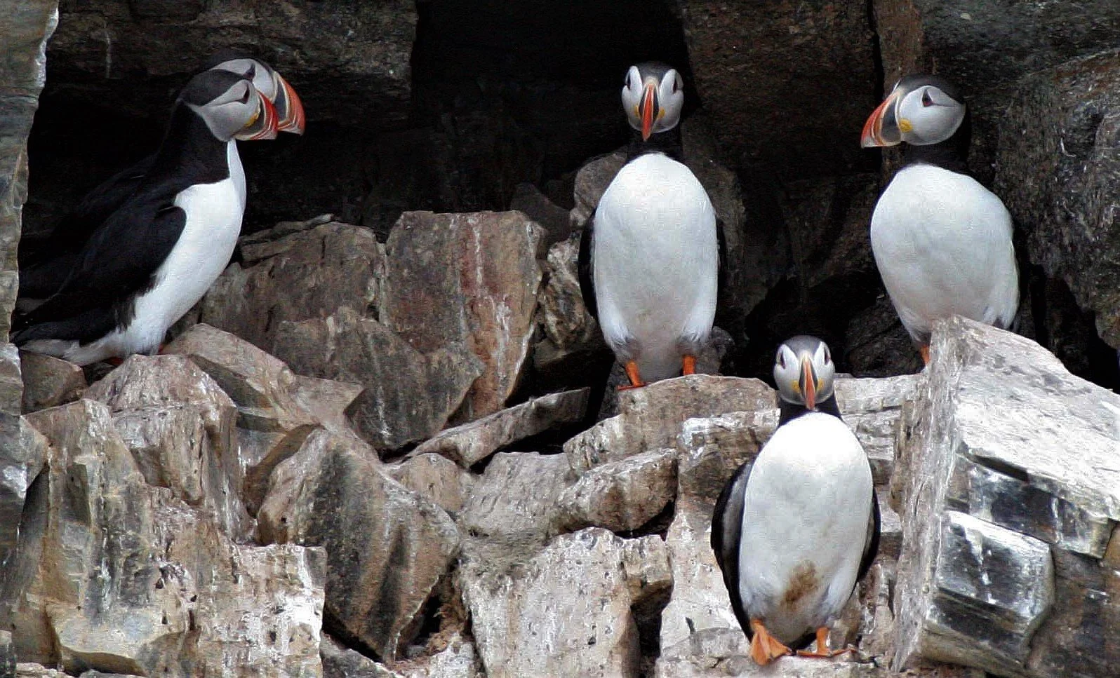 Fratercula arctica - ATLANTIC PUFFIN - SVALBARD aa (10).jpg