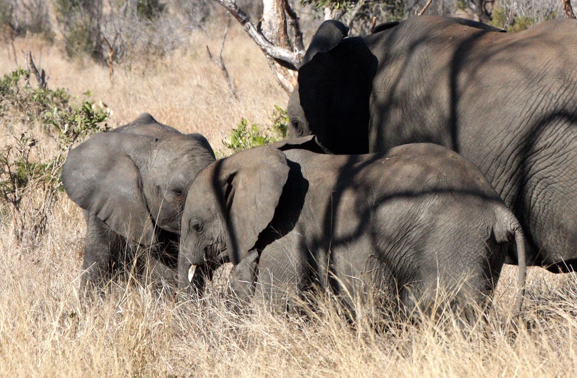ELEPHANT - AFRICAN ELEPHANT - KRUGER NATIONAL PARK SOUTH AFRICA (24).JPG