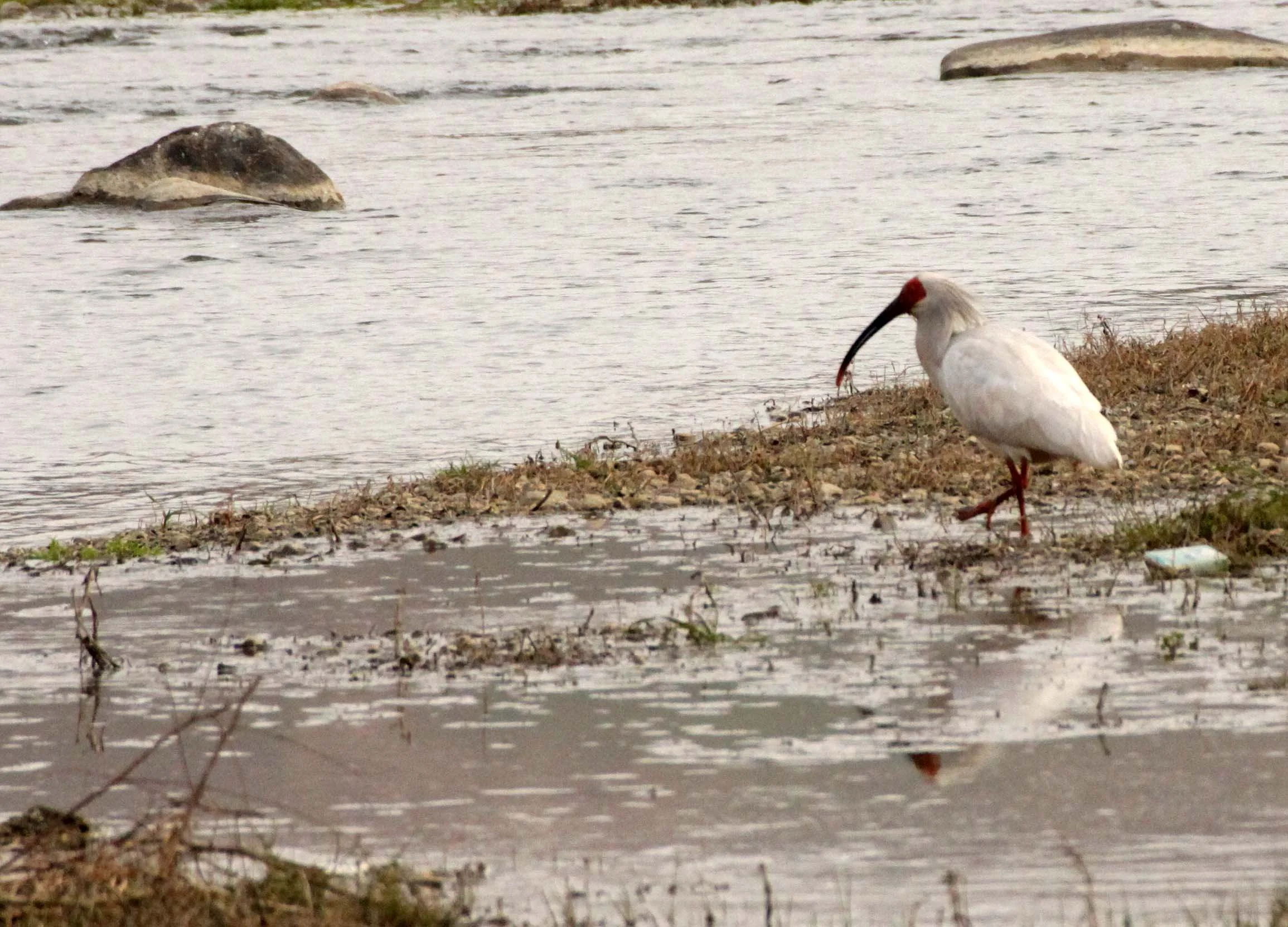 IBIS - CRESTED IBIS - Nipponia nippon - YANG COUNTY SHAANXI PROVINCE CHINA (62).JPG