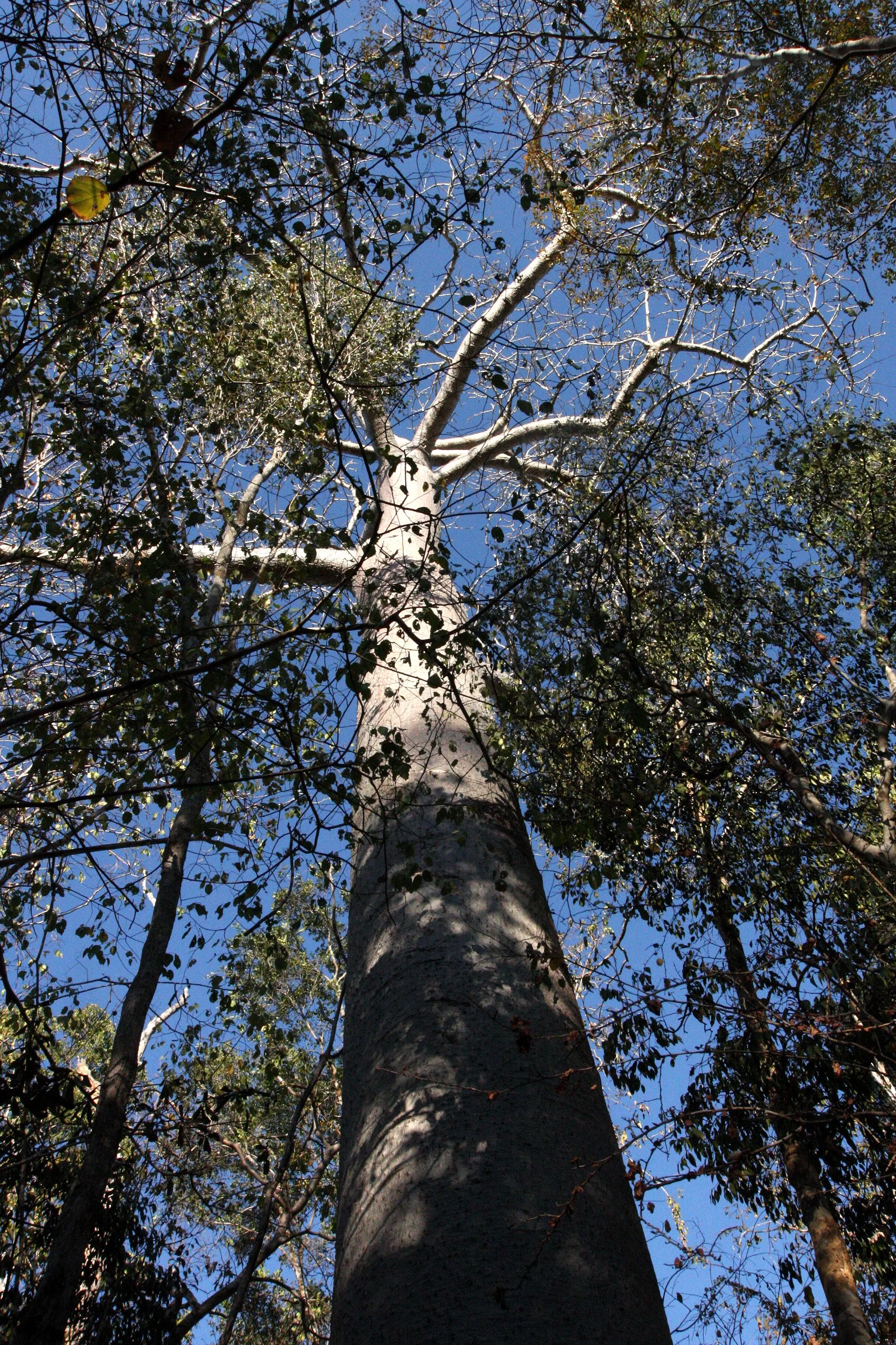 PLANT - TREE SPECIES - KIRINDY NATIONAL PARK MADAGASCAR (2).JPG