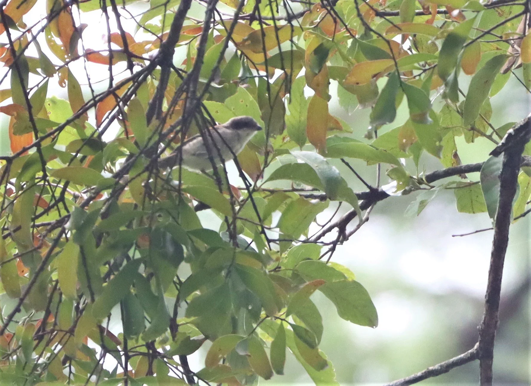 Burmese Shrike (Lanius collurioides) Doi Lang Chiang Mai (5).jpg