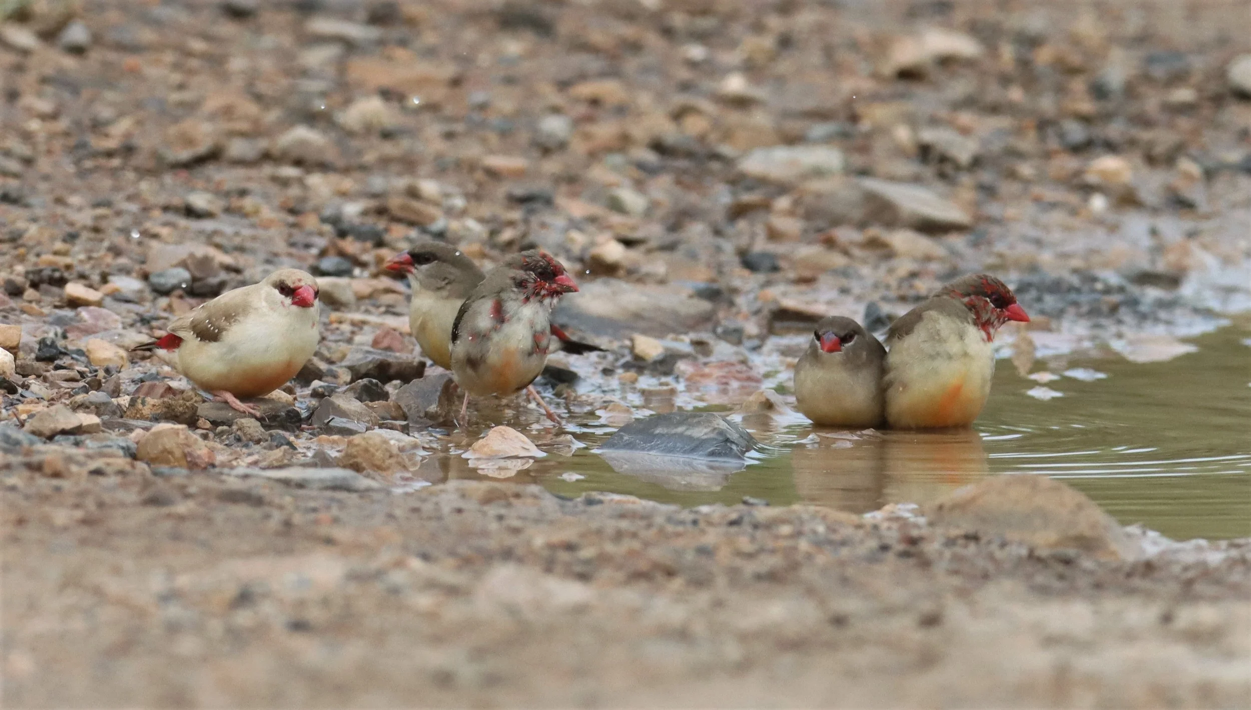 RED AVADAVAT - Amandava amandava - THAP YAO RICE FIELDS LAT KRABANG WITH LEUCISTIC FORM (13).jpg