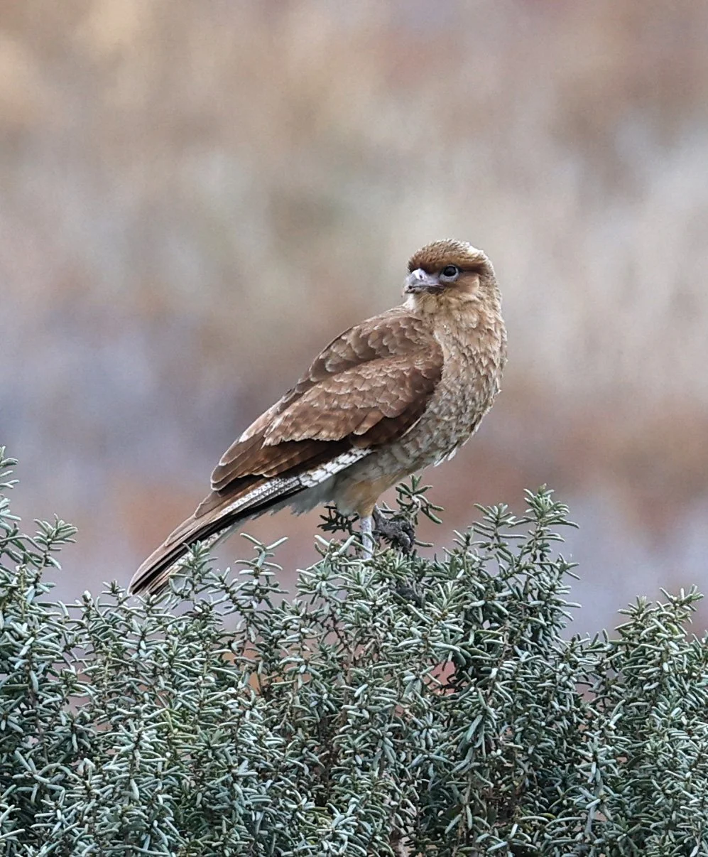 Chimango Caracara (Daptrius chimango) Lagunas del Ornitólogo, Trelew Argentina (12).jpg