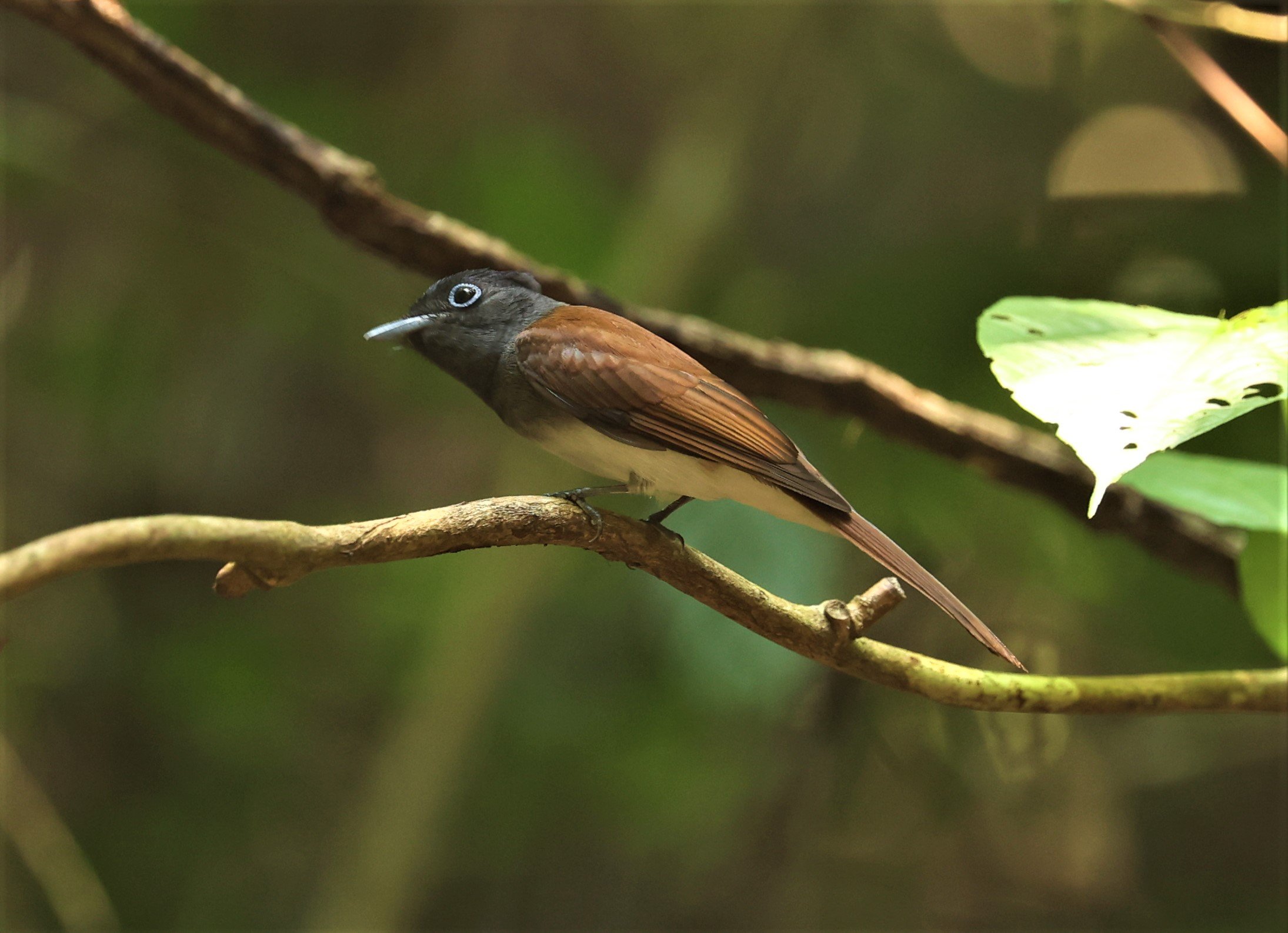 PARADISE-FLYCATCHER - JAPANESE PARADISE-FLYCATCHER - Terpsiphone atrocaudata - KRUNG CHING, KHAO LUANG NP NST, APRIL 2022 (797).jpg