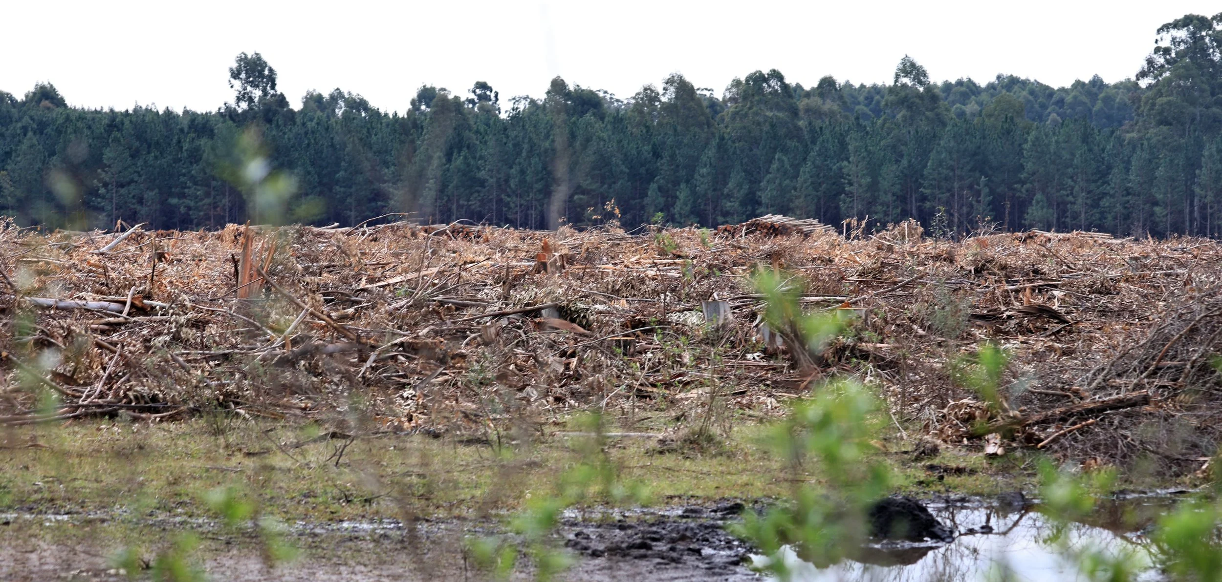 Devastation... The borders of the park seem to be firm and little to know intrusion is occuring in to this small paradise.
