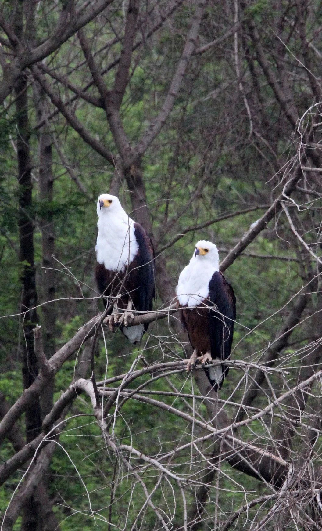 Haliaeetus vocifer - AFRICAN FISH EAGLE - LAKE AWASSA ETHIOPIA (5).JPG