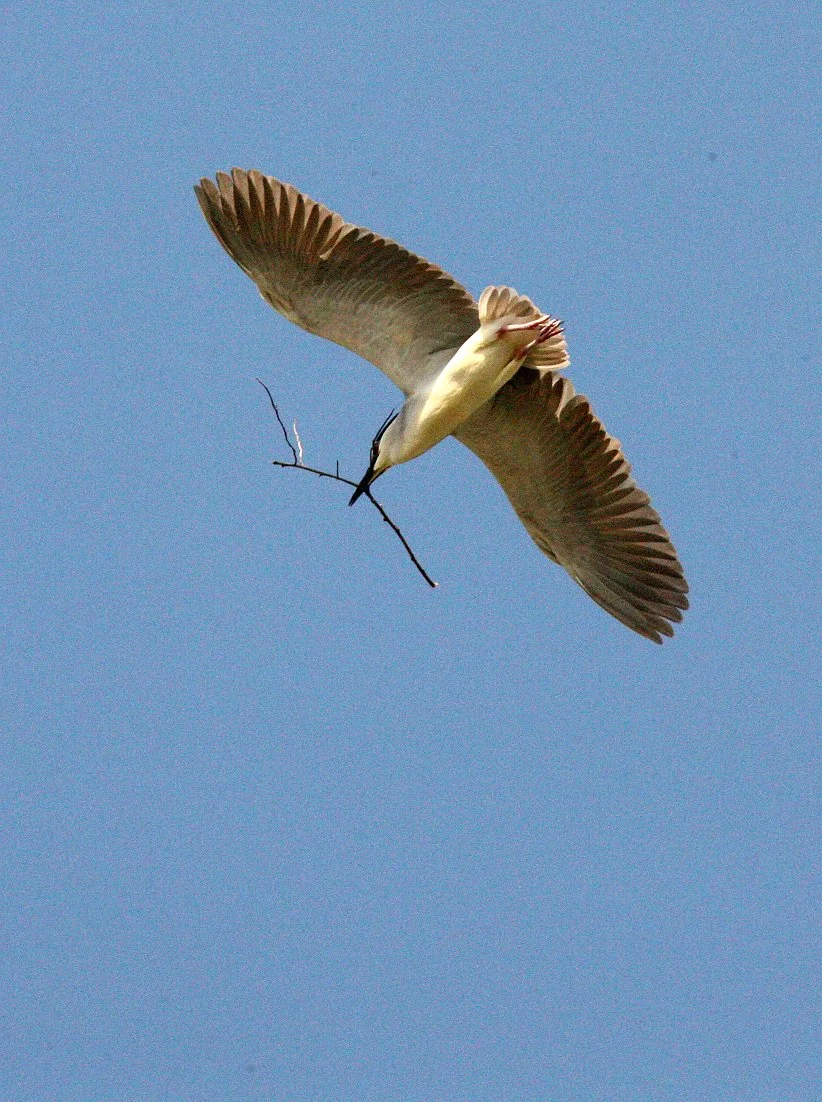 BIRD - HERON - BLACK-CROWNED NIGHT HERON - LINDEN CENTER - XIZHOU VILLAGE YUNNAN CHINA (3).JPG