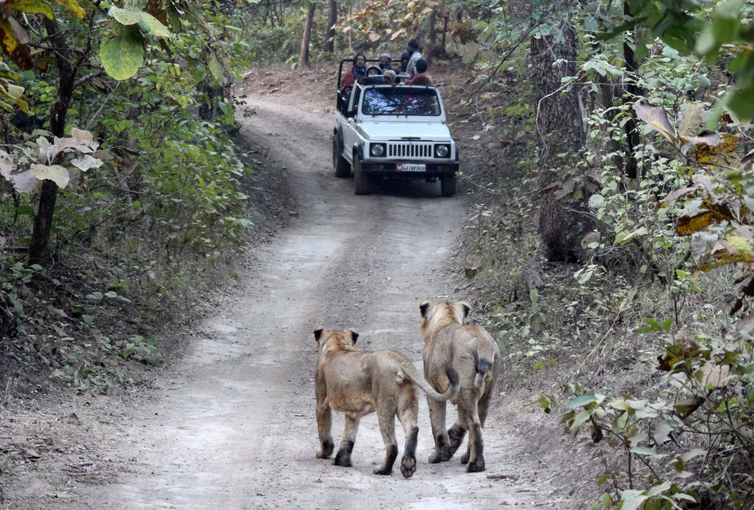 Panthera leo leo - ASIATIC LION - GIR FOREST GUJARAT INDIA (209).JPG