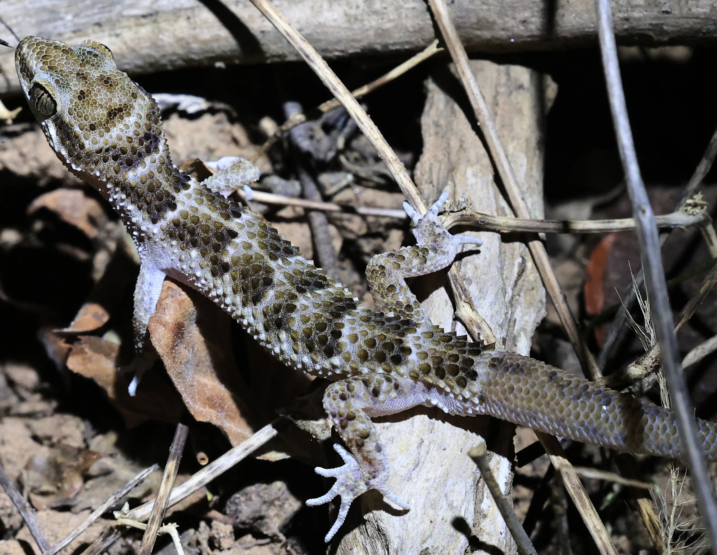 South American  Marked Gecko (Homonota fasciata) Parque Nacional Teniente Agripino Enci (13).jpg