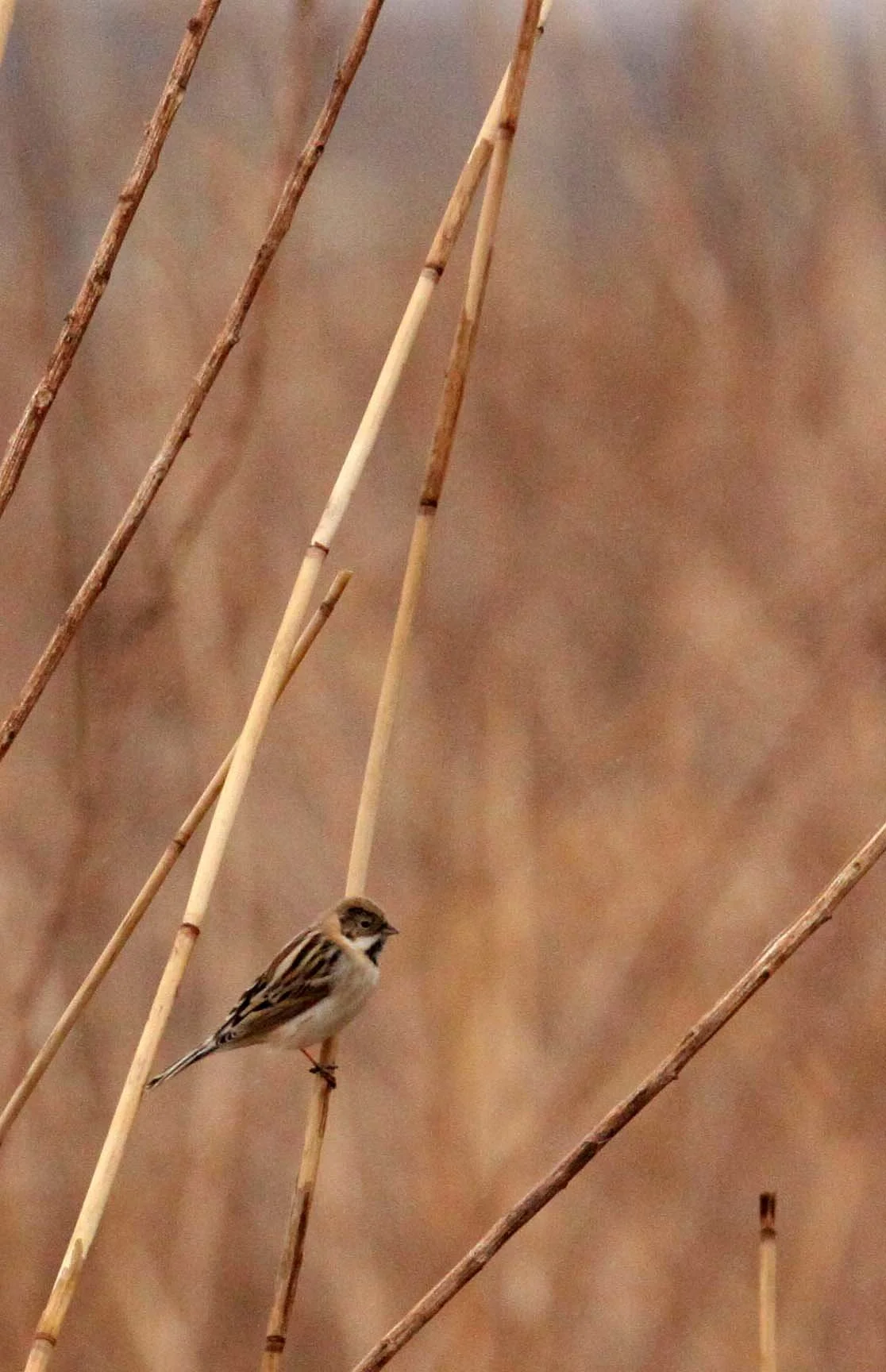 Pallas's (Reed) Bunting (Emberiza pallasi) Yancheng China (5).JPG