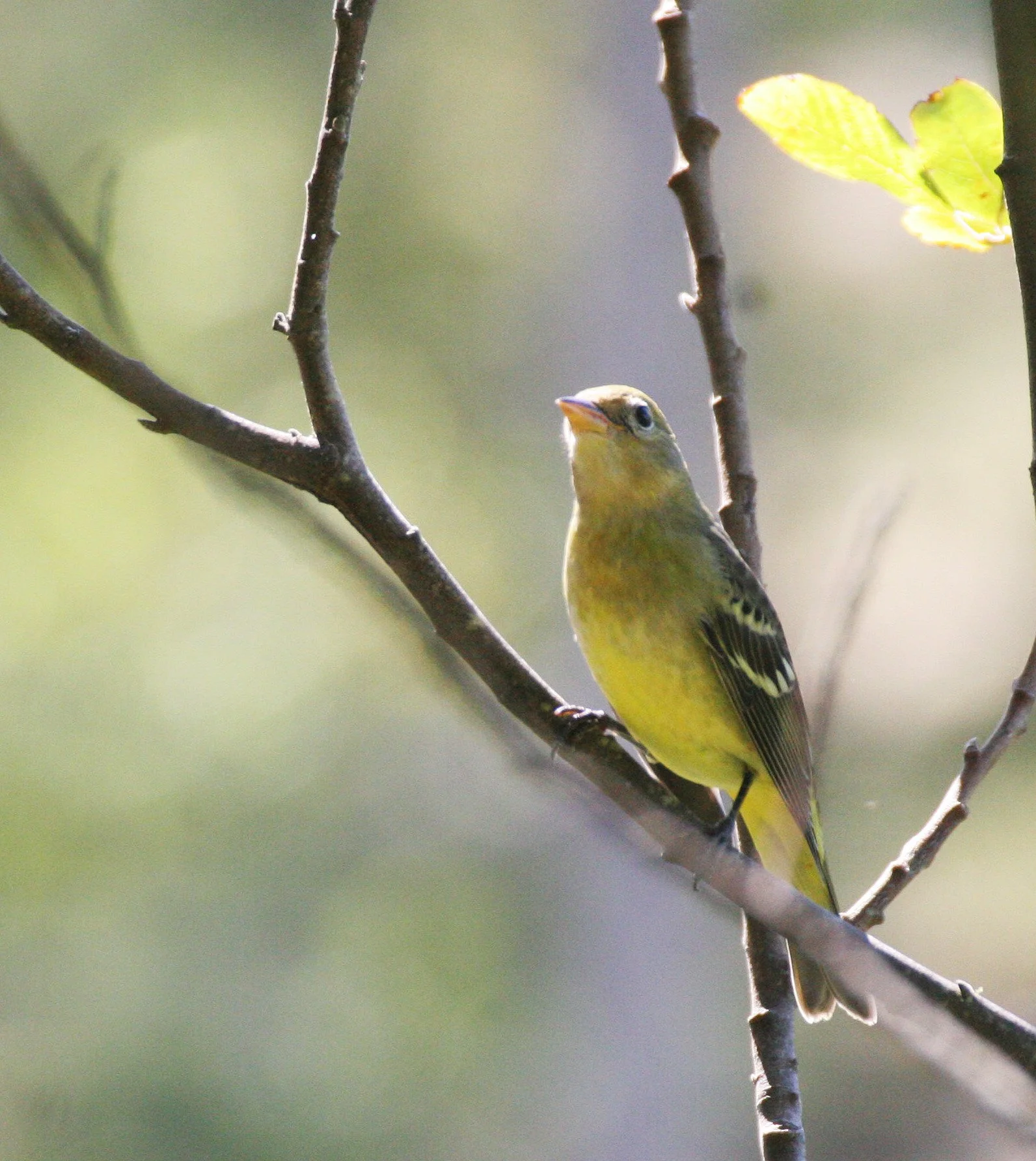 Tanager - Piranga ludoviciana - Western Tanager - Lake Farm, Port Angeles, Olympic Peninsula Washington (12).JPG