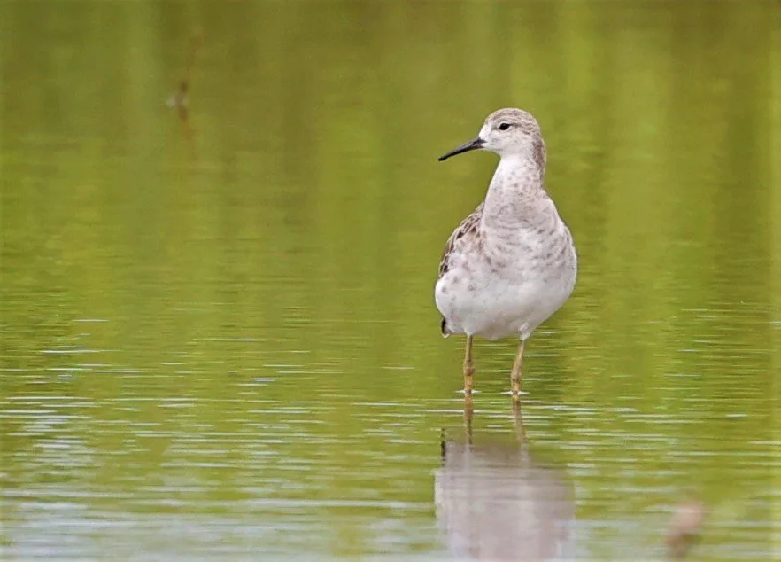 RUFF - Philomachus pugnax - BANG PAKONG SALT PANS CHACHOENGSAO WEST OF RIVER (4).jpg
