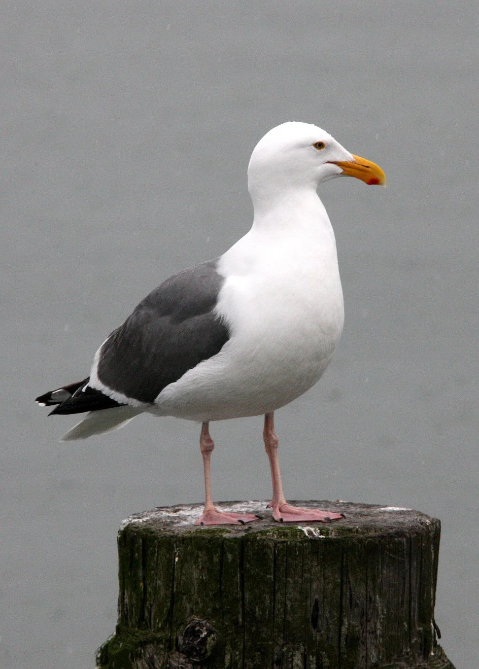 BIRD - GULL - WESTERN GULL - ARCATA HARBOR CALIFORNIA.JPG