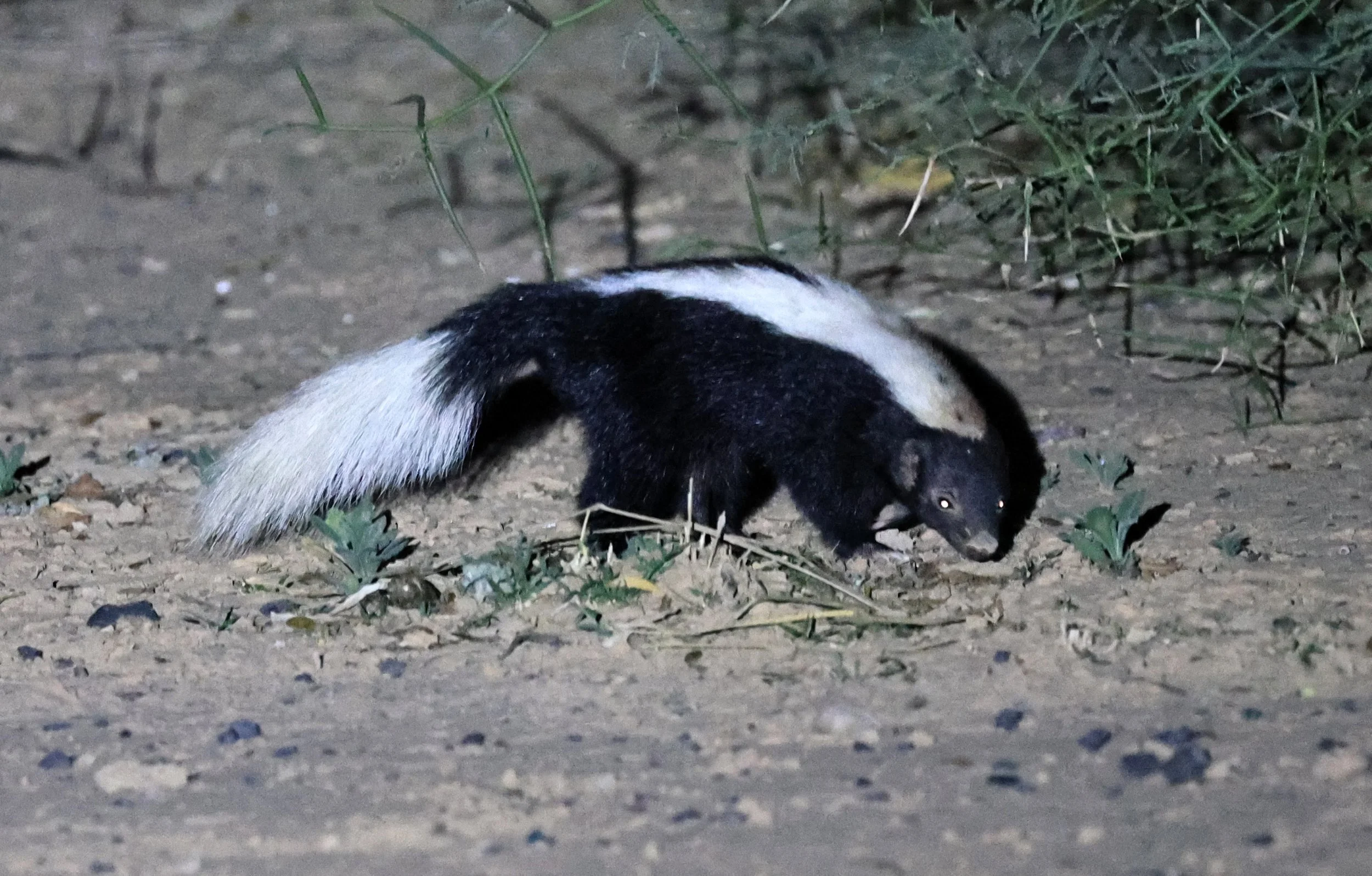 Molina's Hog-nosed Skunk (Conepatus chinga) Estancia Campo'í Paraguay (144).jpg