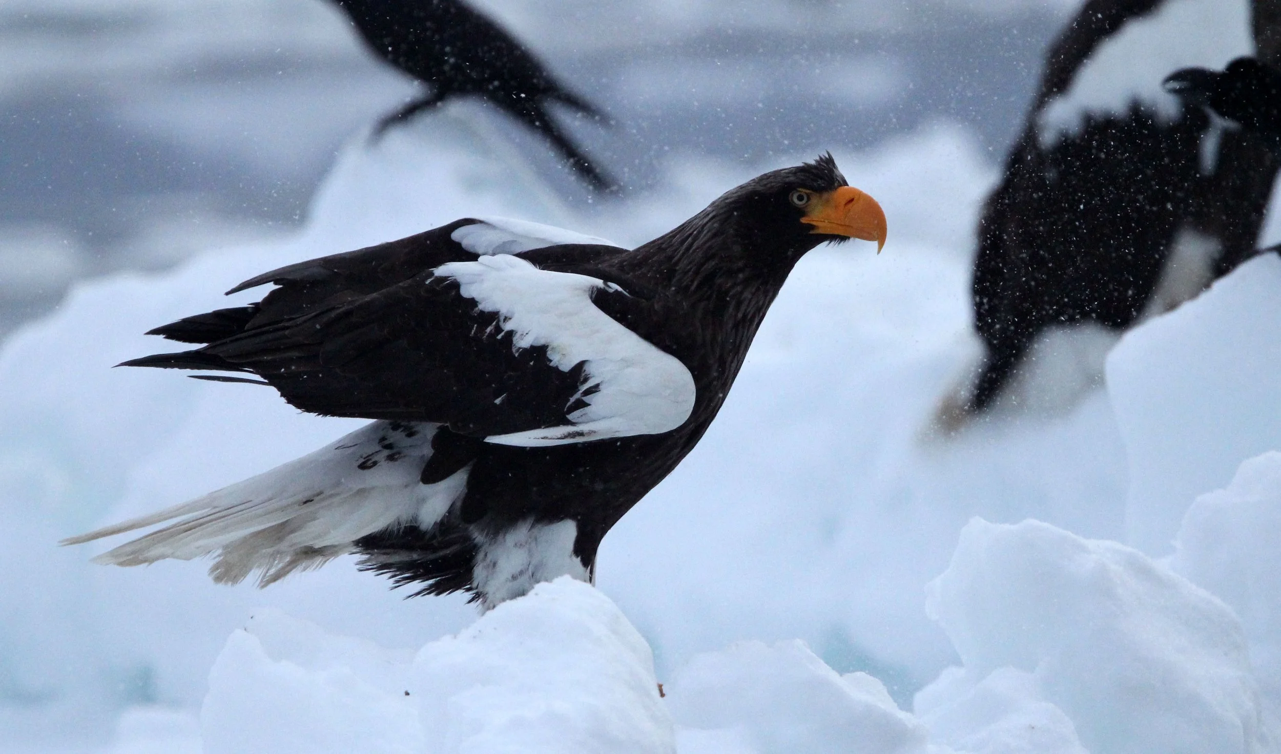 BIRD - EAGLE - STELLER'S SEA EAGLE - RAUSU, SHIRETOKO PENINSULA & NATIONAL PARK, HOKKAIDO JAPAN (63).JPG