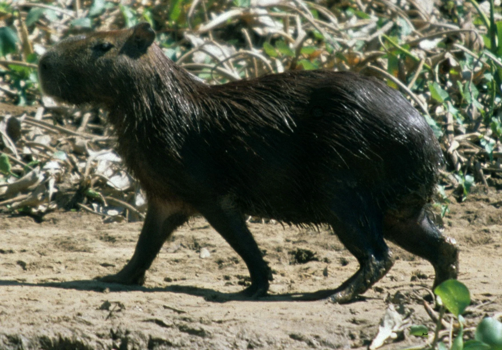 Hydrochoerus hydrochaeris - Capybara — Coke Smith Wildlife
