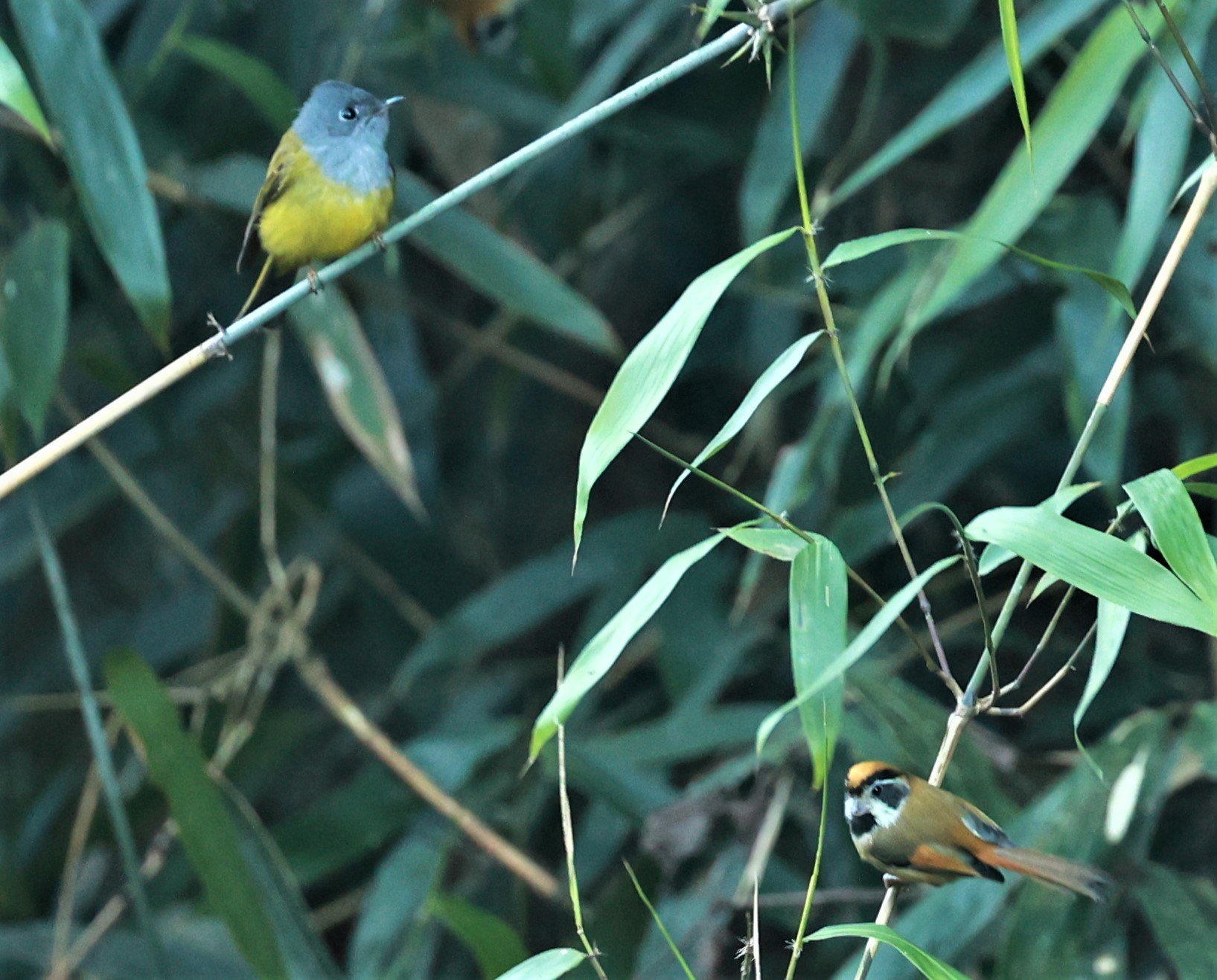 PARROTBILL - BLACK-THROATED PARROTBILL - Suthora nipalensis - Phu Luang Wildlife Reserve Loei Province (4).jpg