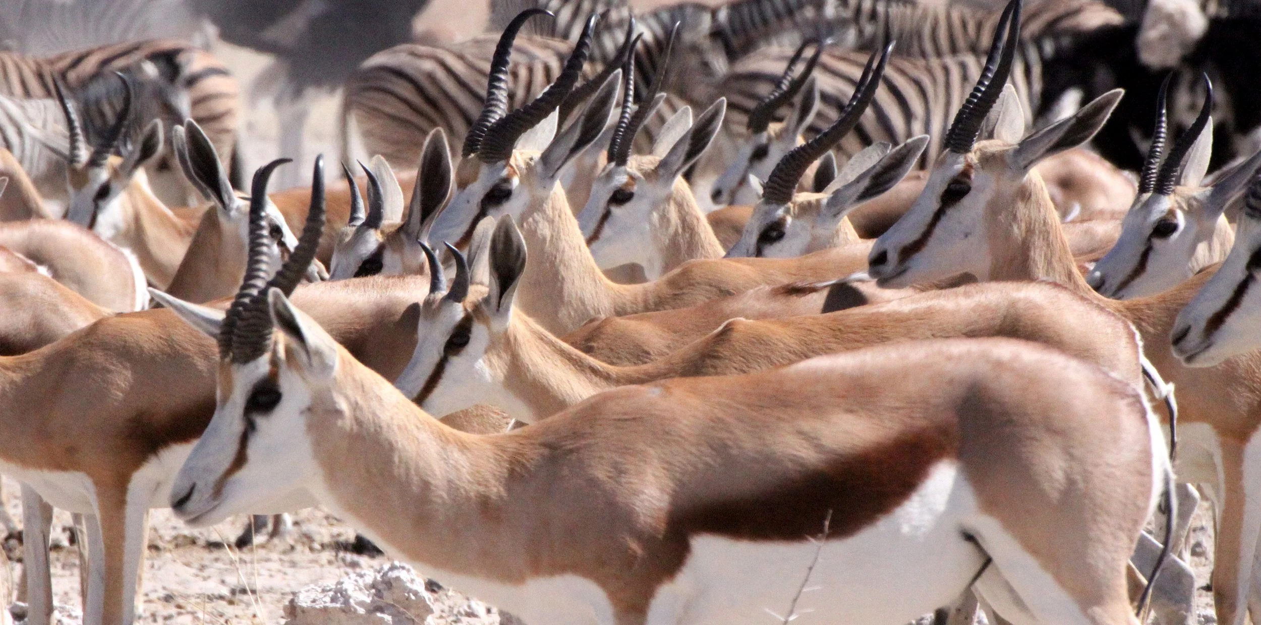 SPRINGBOK - ANGOLAN SPRINGBOK - Antidorcus angolensis - ETOSHA NATIONAL PARK NAMIBIA  (67).JPG