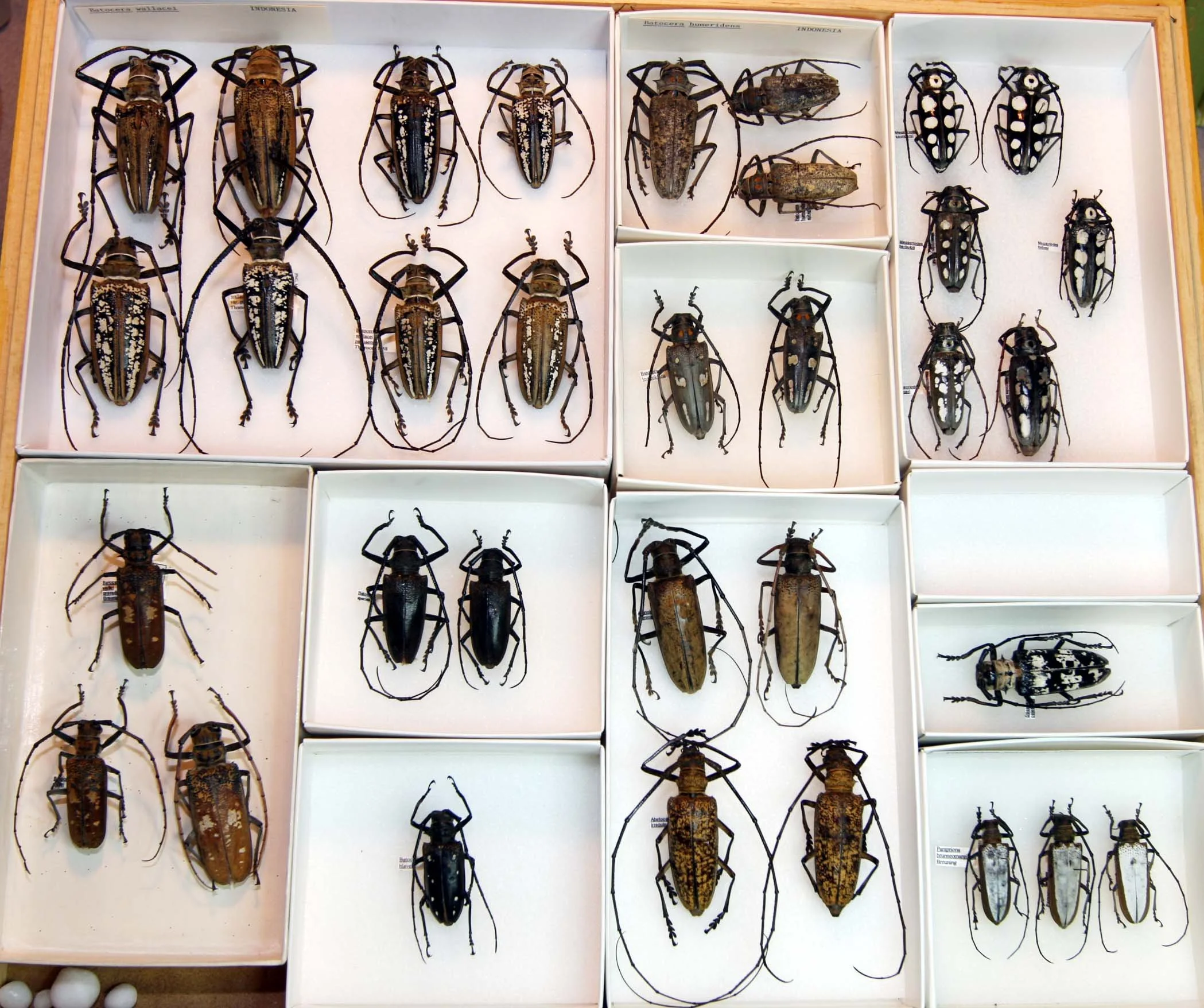 11 Lamiinae - Batocerini.JPG