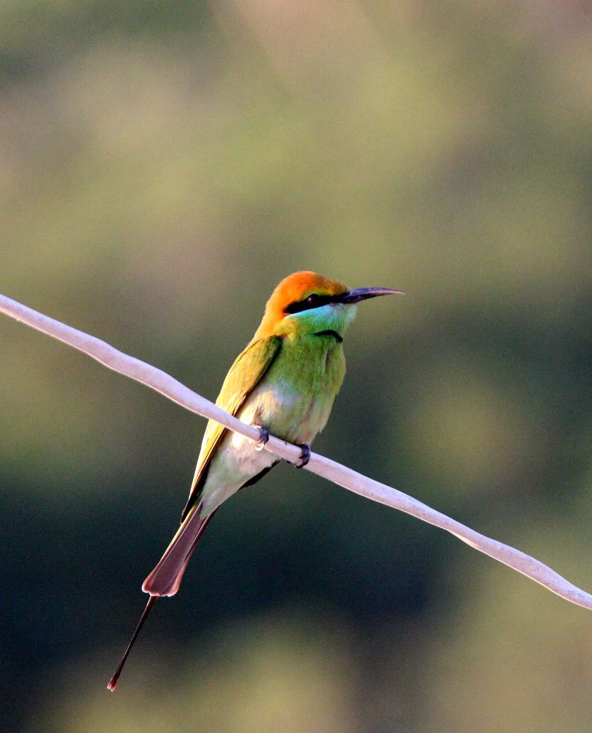 BEE-EATER - GREEN BEE-EATER - Merops orientalis - KHAO SAM ROI YOT THAILAND (25).JPG