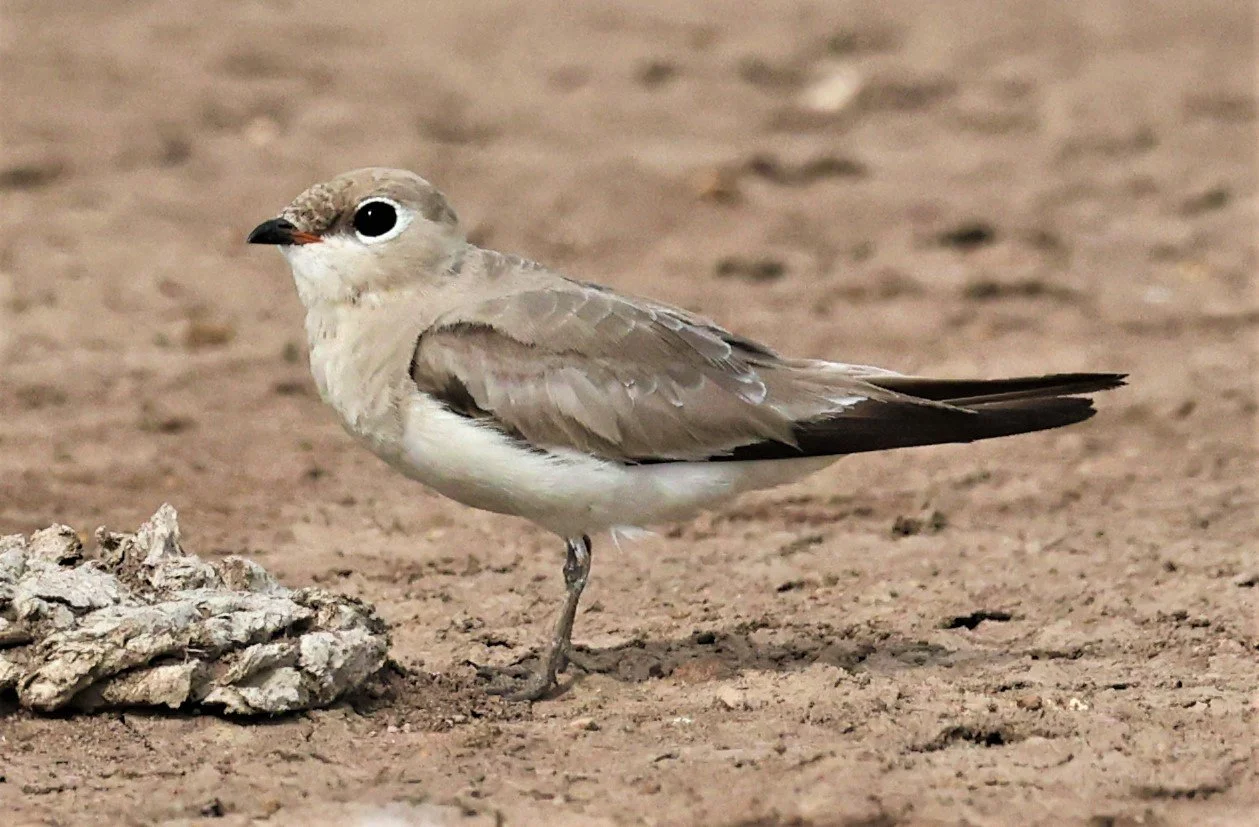PRATINCOLE - SMALL PRATINCOLE - Glareola lactea - BANG KHAEM NAKHON PATHOM JUNE 3 2022 (61).jpg