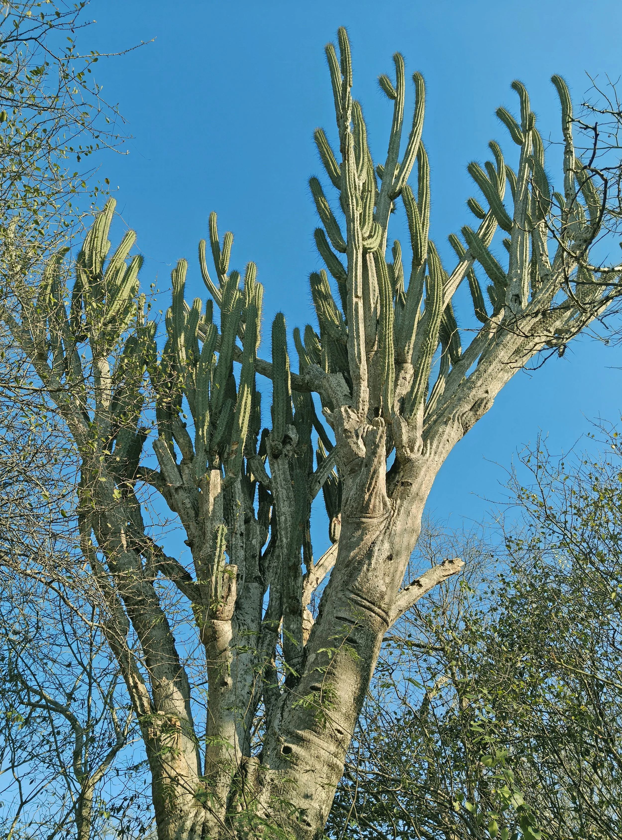 Toothpick Cactus (Stetsonia coryne) 