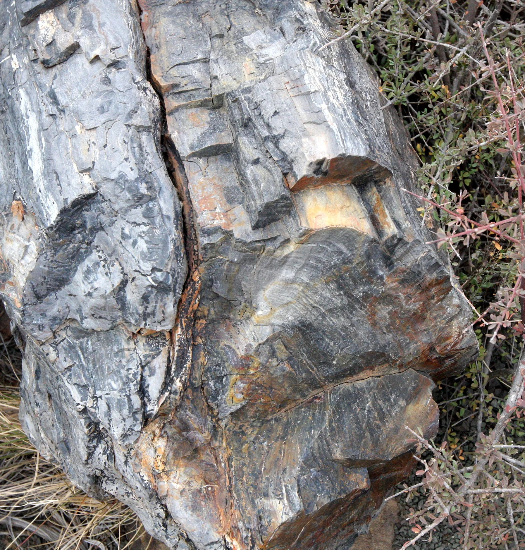 KAROO NATIONAL PARK SOUTH AFRICA - FOSSILS.JPG
