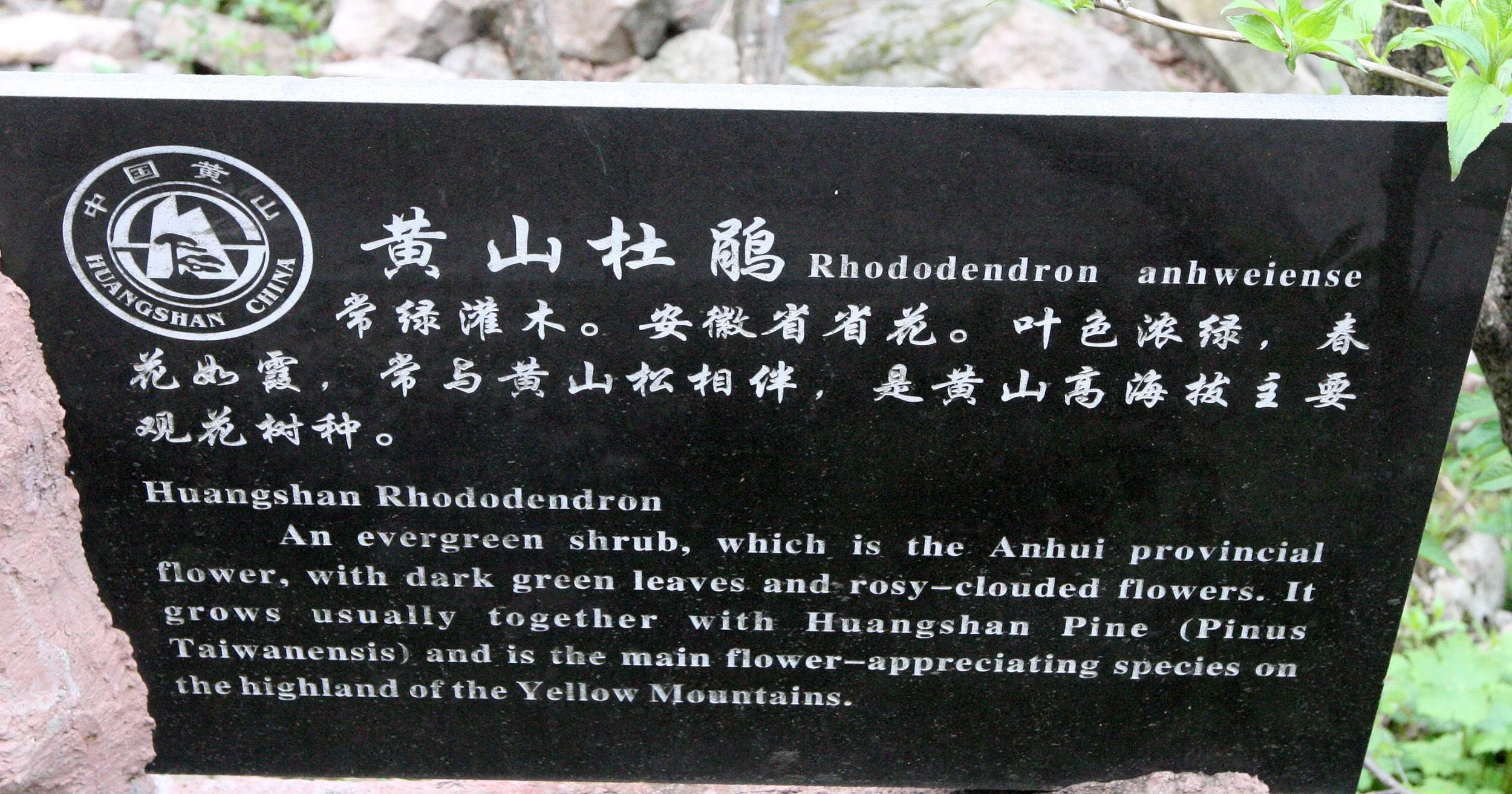 HUANGSHAN NATIONAL PARK ANHUI PROVINCE CHINA (50).JPG