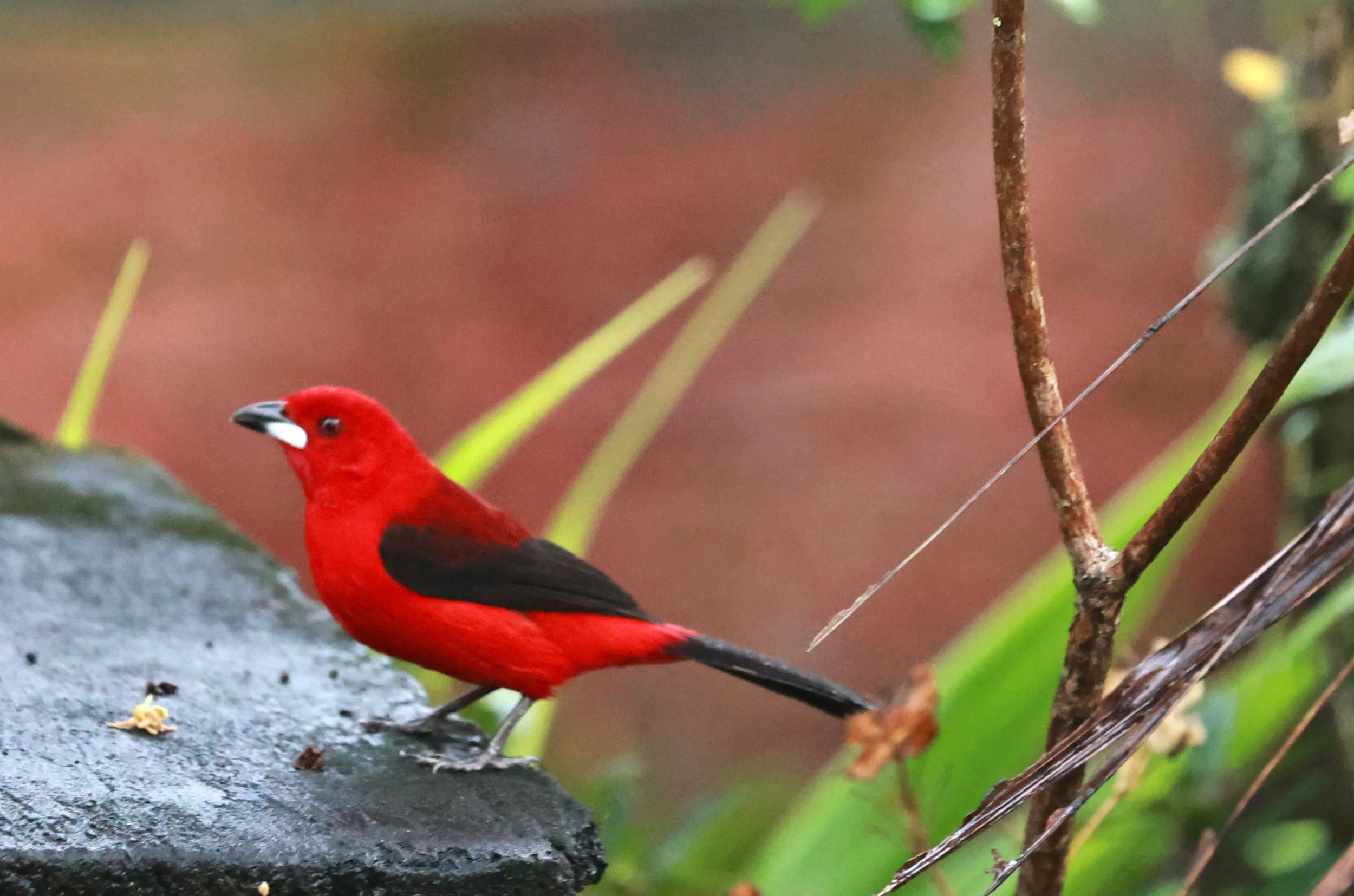 Brazilian Tanager (Ramphocelus bresilia) Superagui National Park, Brazil  (5).jpg