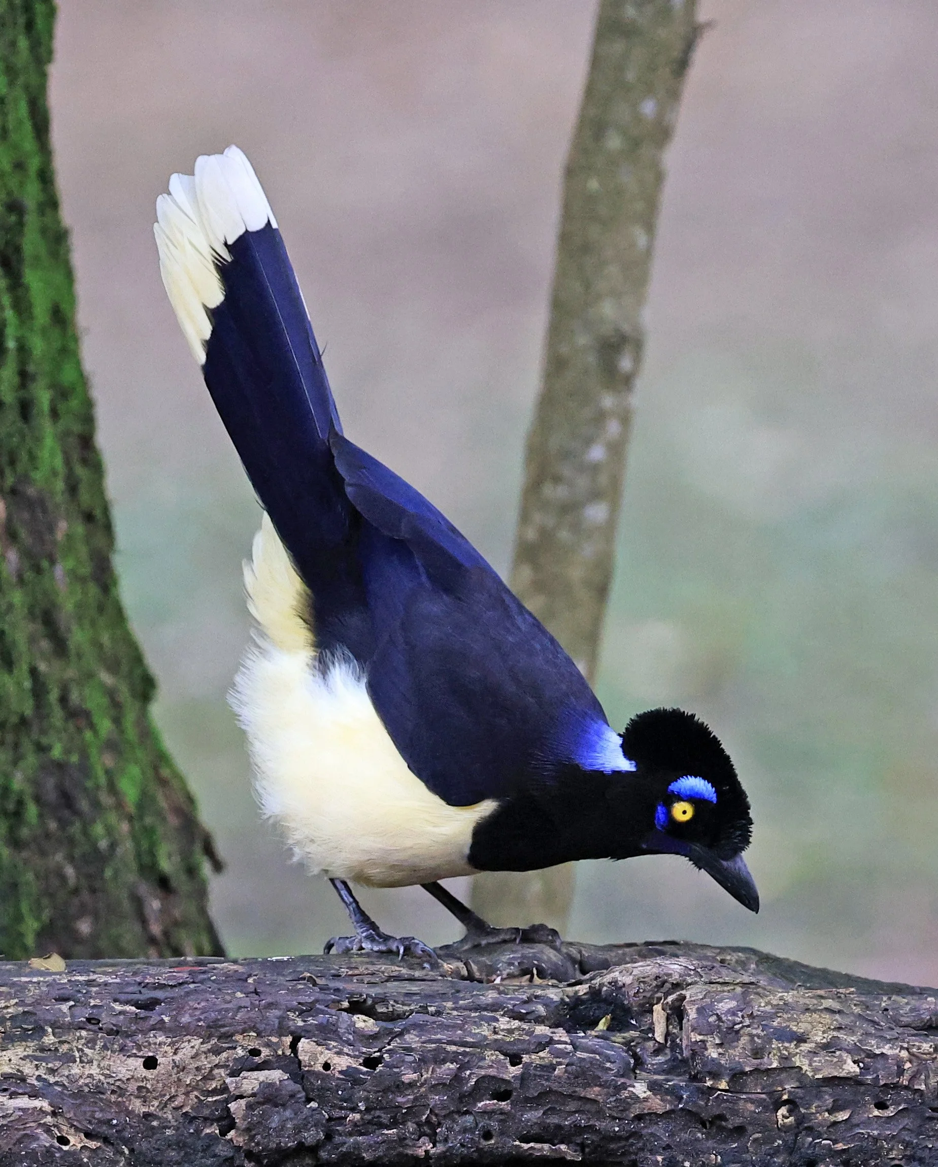 Plush-crested Jay (Cyanocorax chrysops) El Palmar National Park, Entre Rios, Argentina (16).jpg