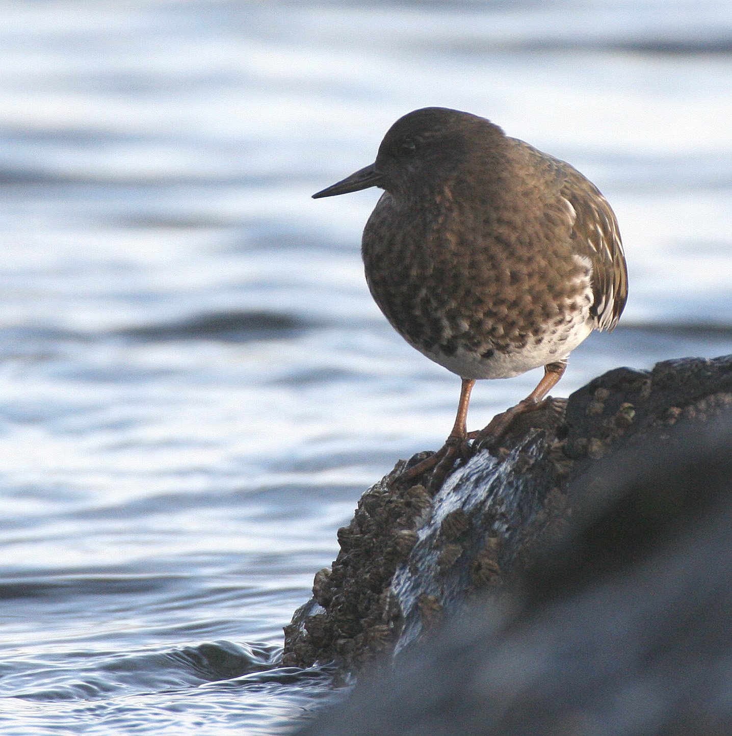 BIRD - TURNSTONE - BLACK TURNSTONE - PA HARBOR (22).jpg