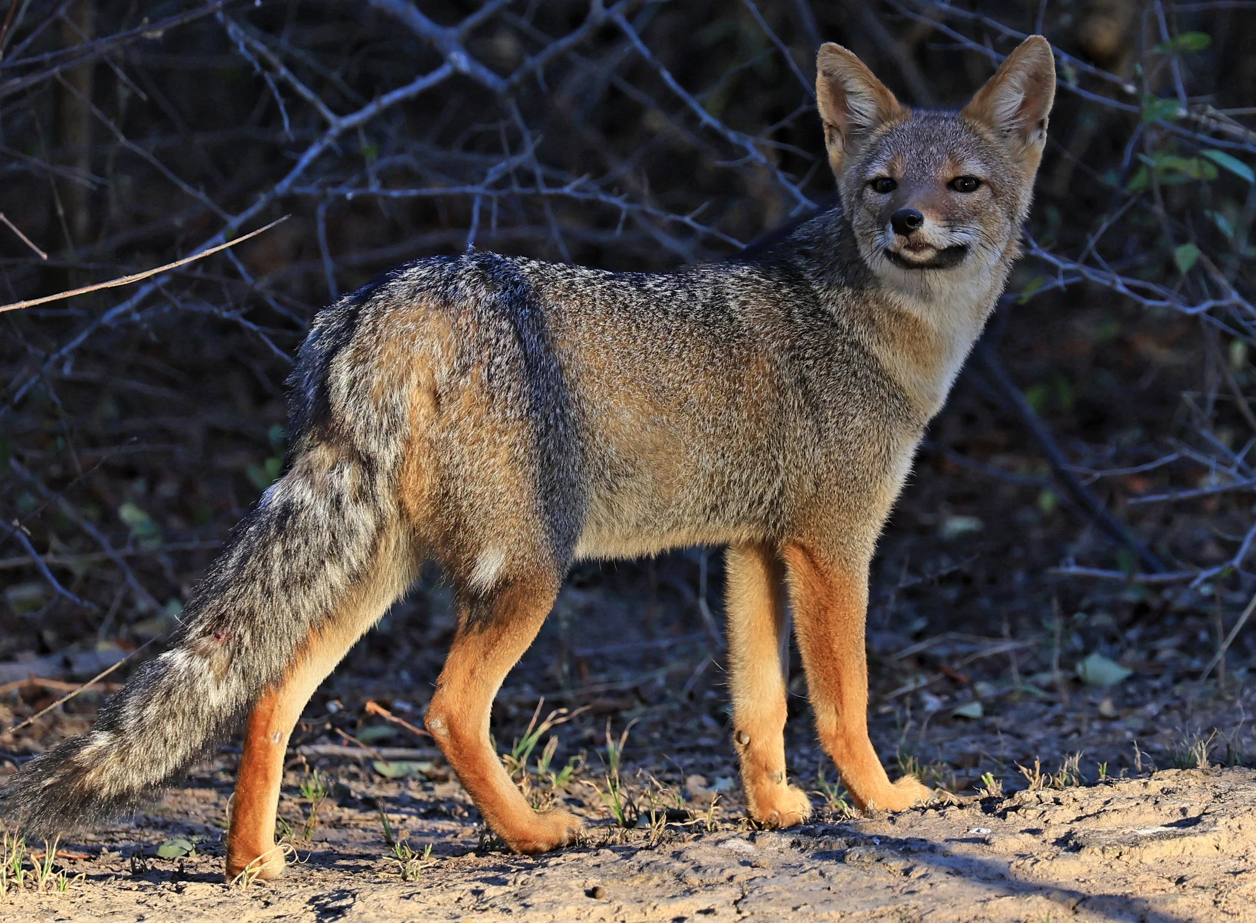Pampas Fox (Lycalopex gymnocerca) Reserva Natural Canada el Carmen, Paraguay  (72).jpg