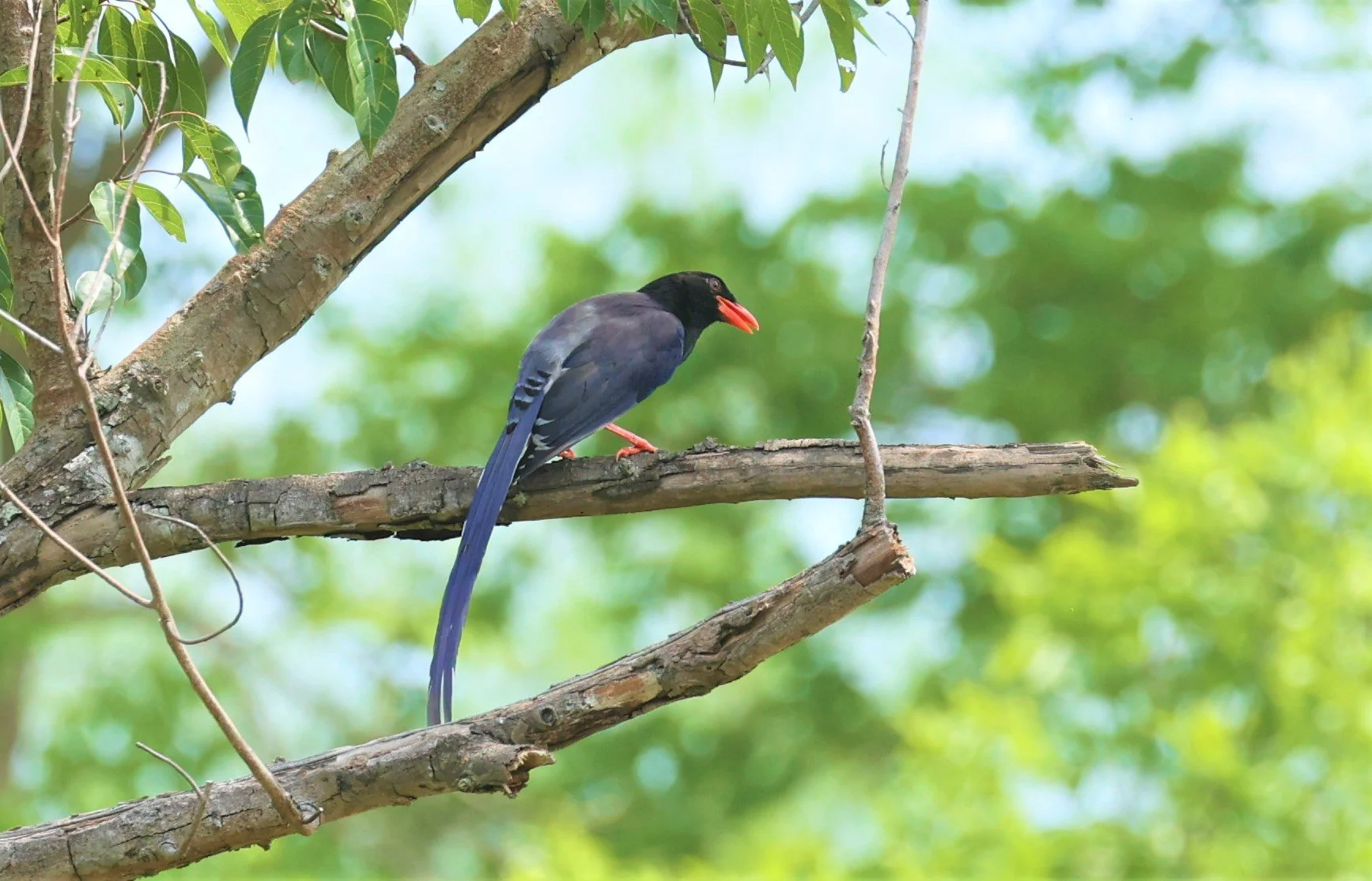 MAGPIE - BLUE MAGPIE - Urocissa erythrorhyncha - HUAI KHA KHAENG WILDLIFE SANCTUARY MAY 1 2022 (17).jpg