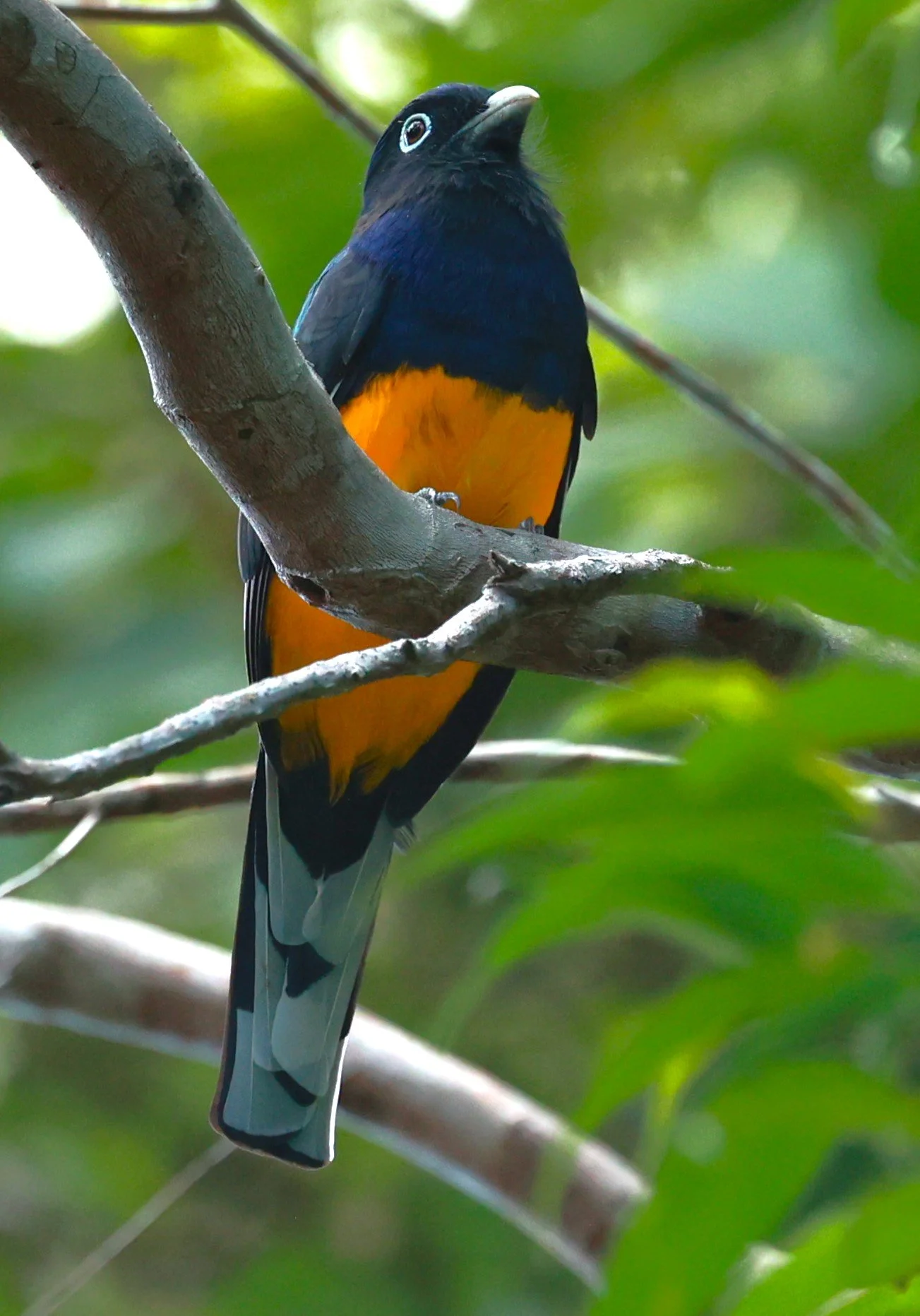 Trogon - Green-backed Trogon - Trogon viridis - Illeus, Bahia Brazil, Una Township Area (3).JPG