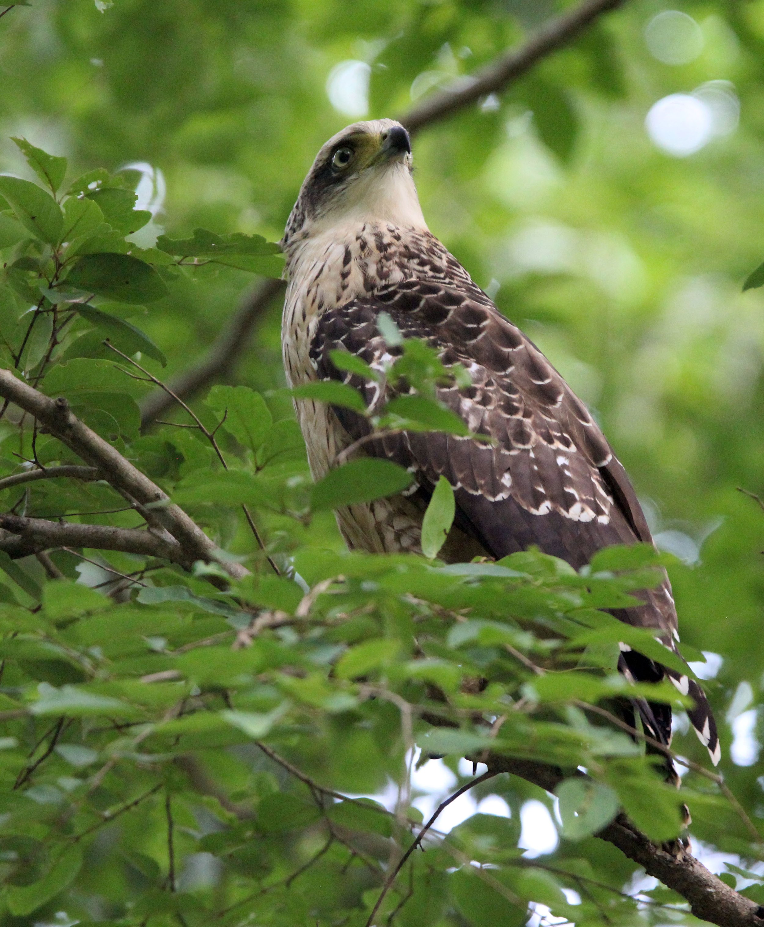 EAGLE - CRESTED SERPENT EAGLE - Spilornis cheela - KAENG KRACHAN NATIONAL PARK THAILAND (22).JPG