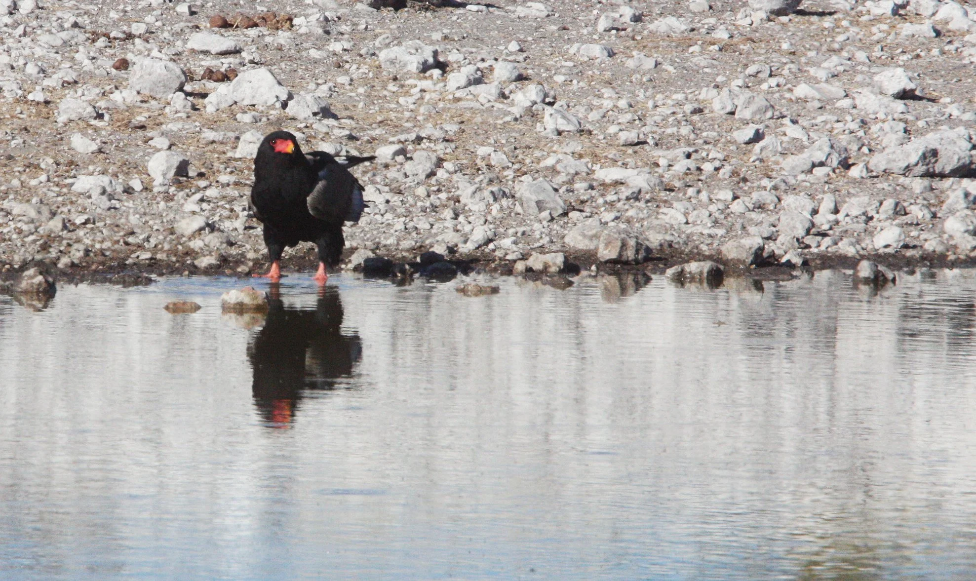 Terathopius ecaudatus - BATELEUR - ETOSHA NATIONAL PARK NAMIBIA (6).JPG